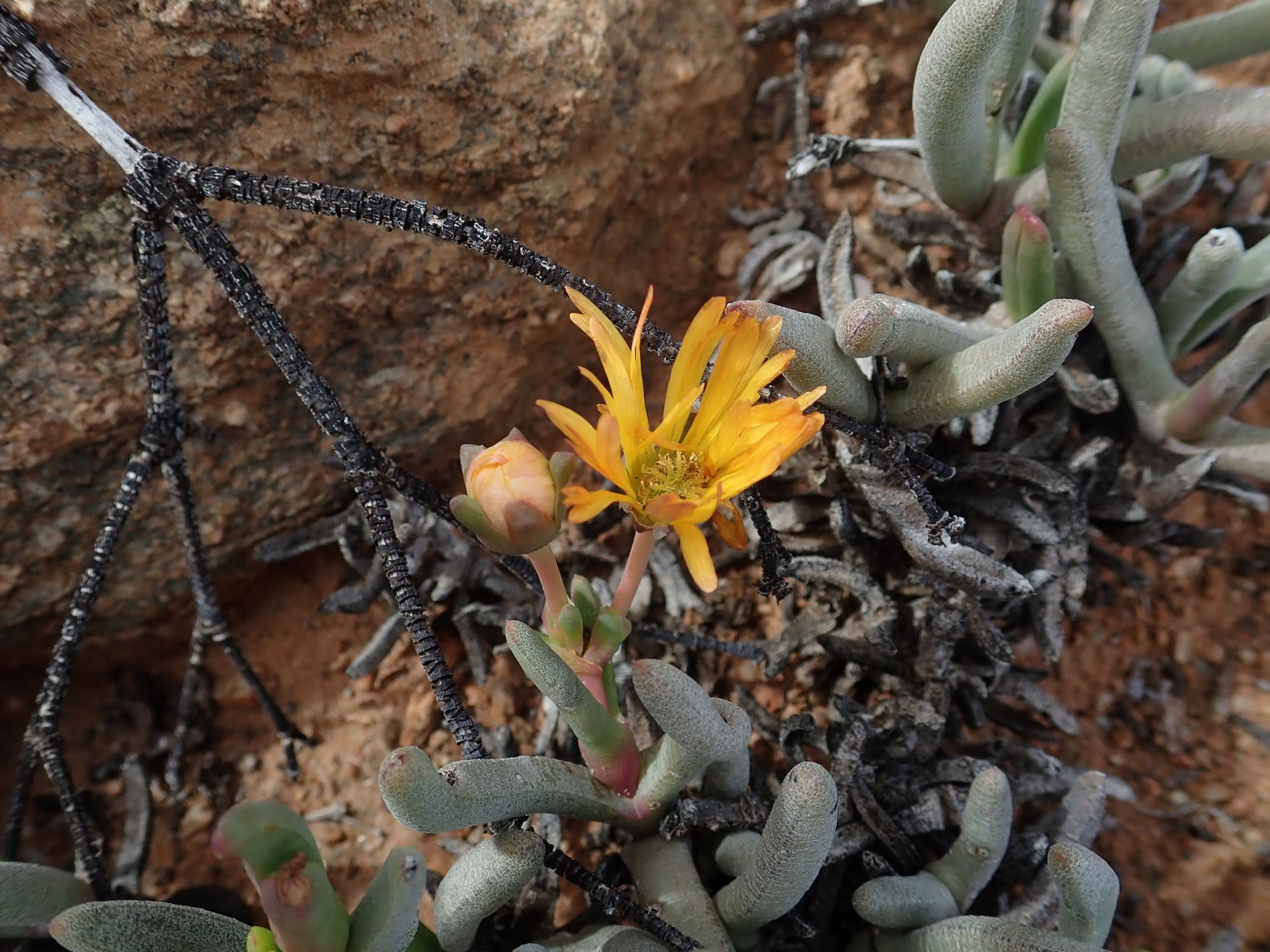 Image of Cephalophyllum ebracteatum