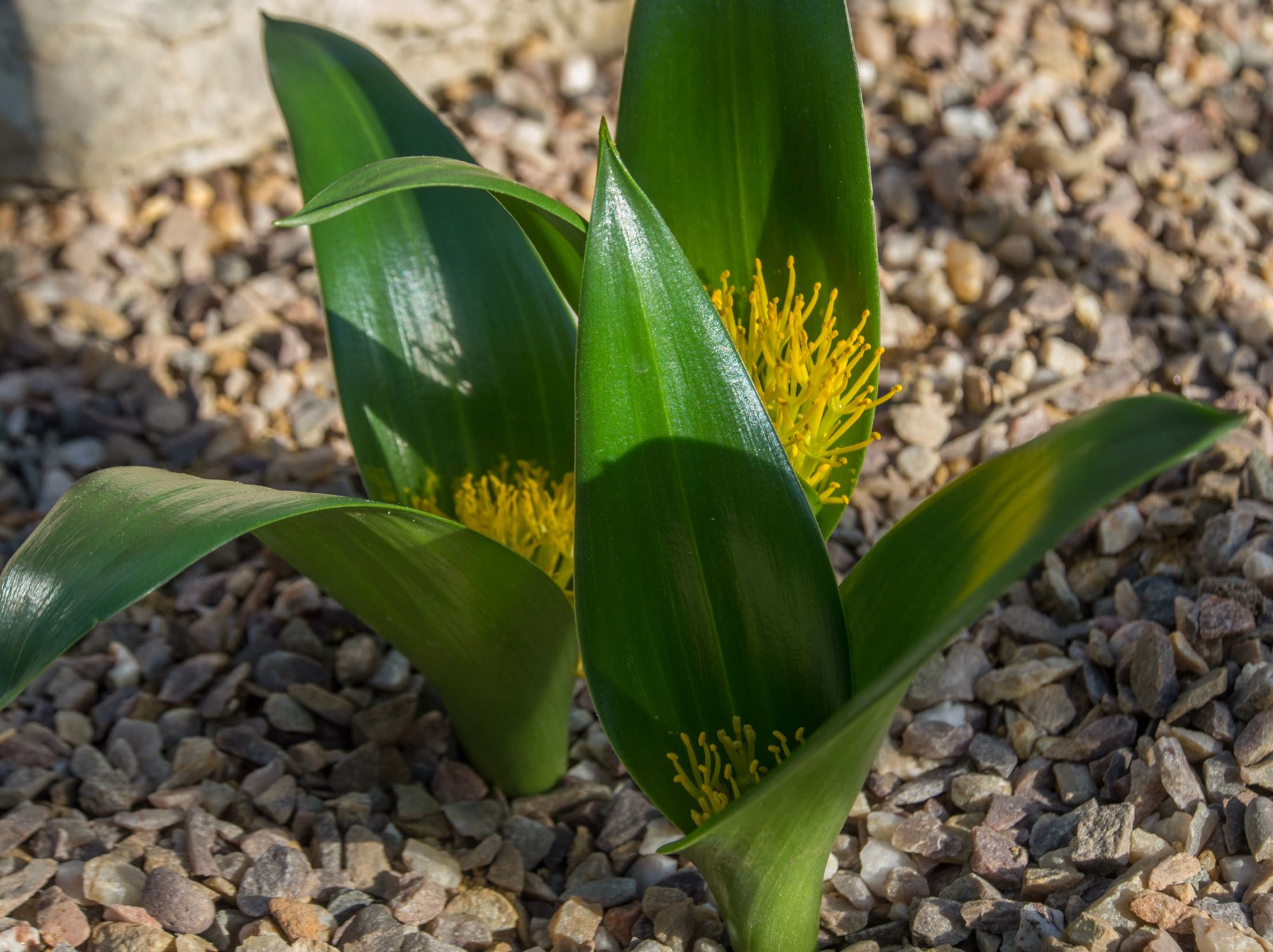 Image of Daubenya stylosa