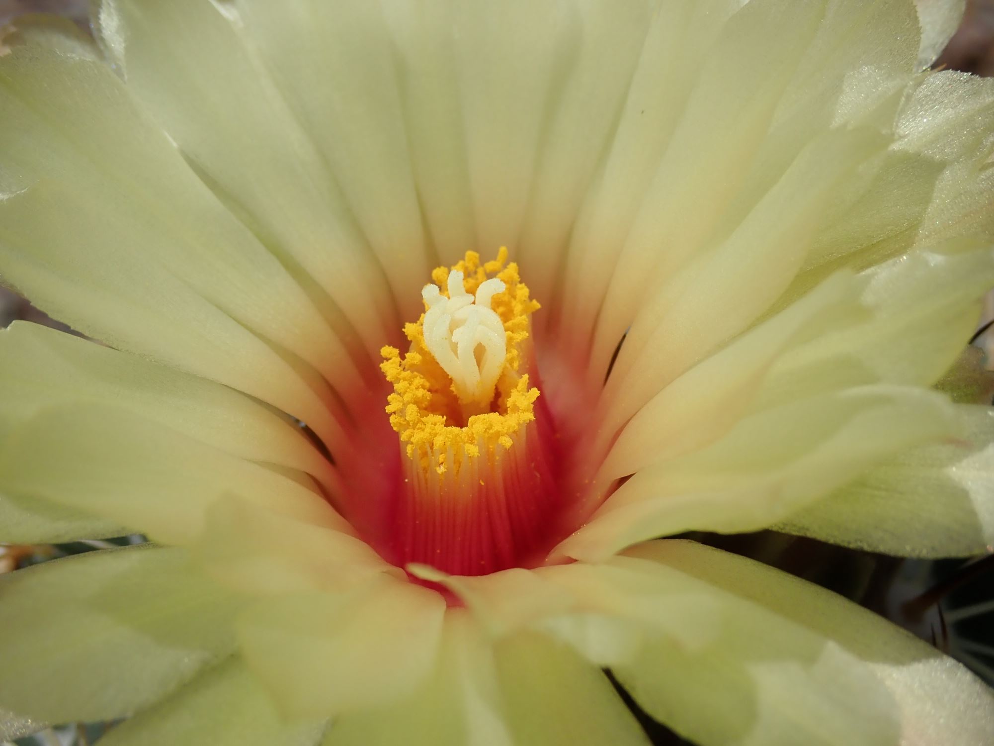 Image of Coryphantha cornifera
