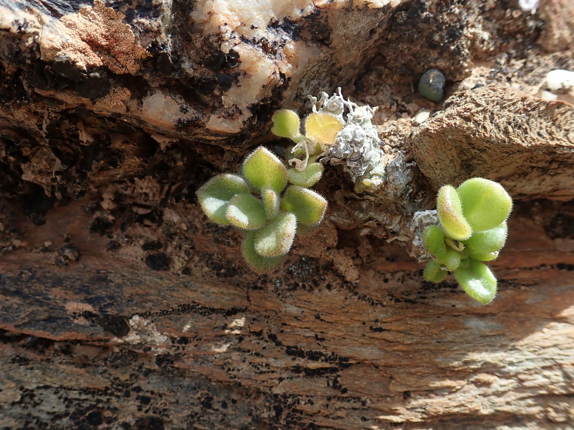 Image of Tylecodon racemosus