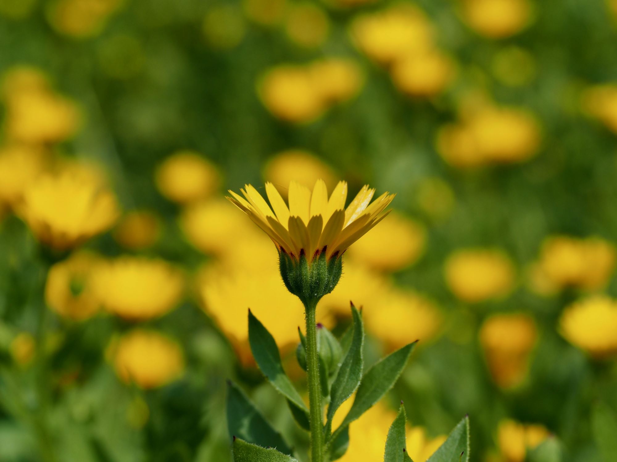 Image of Calendula officinalis