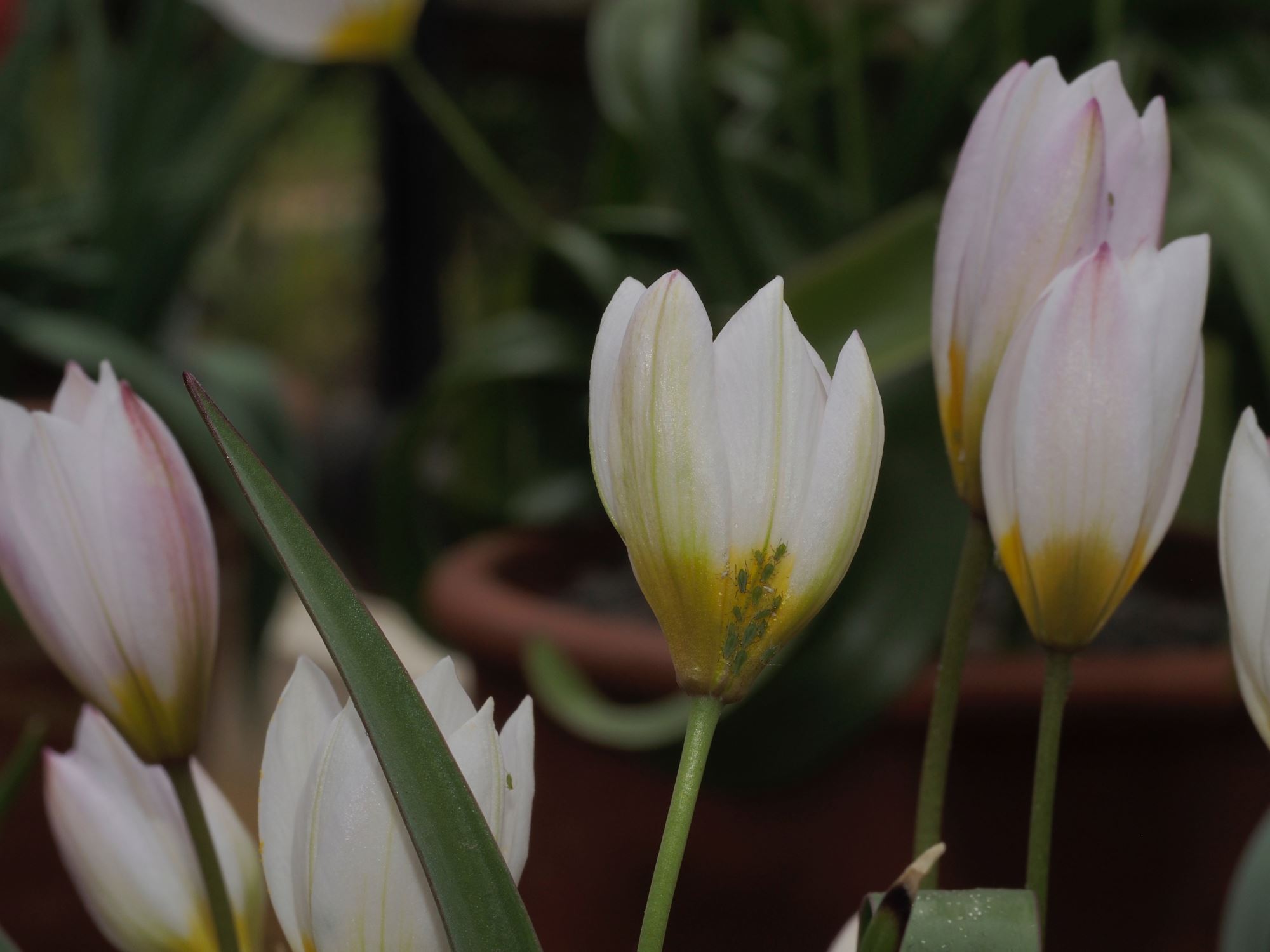 Image of Tulipa cretica