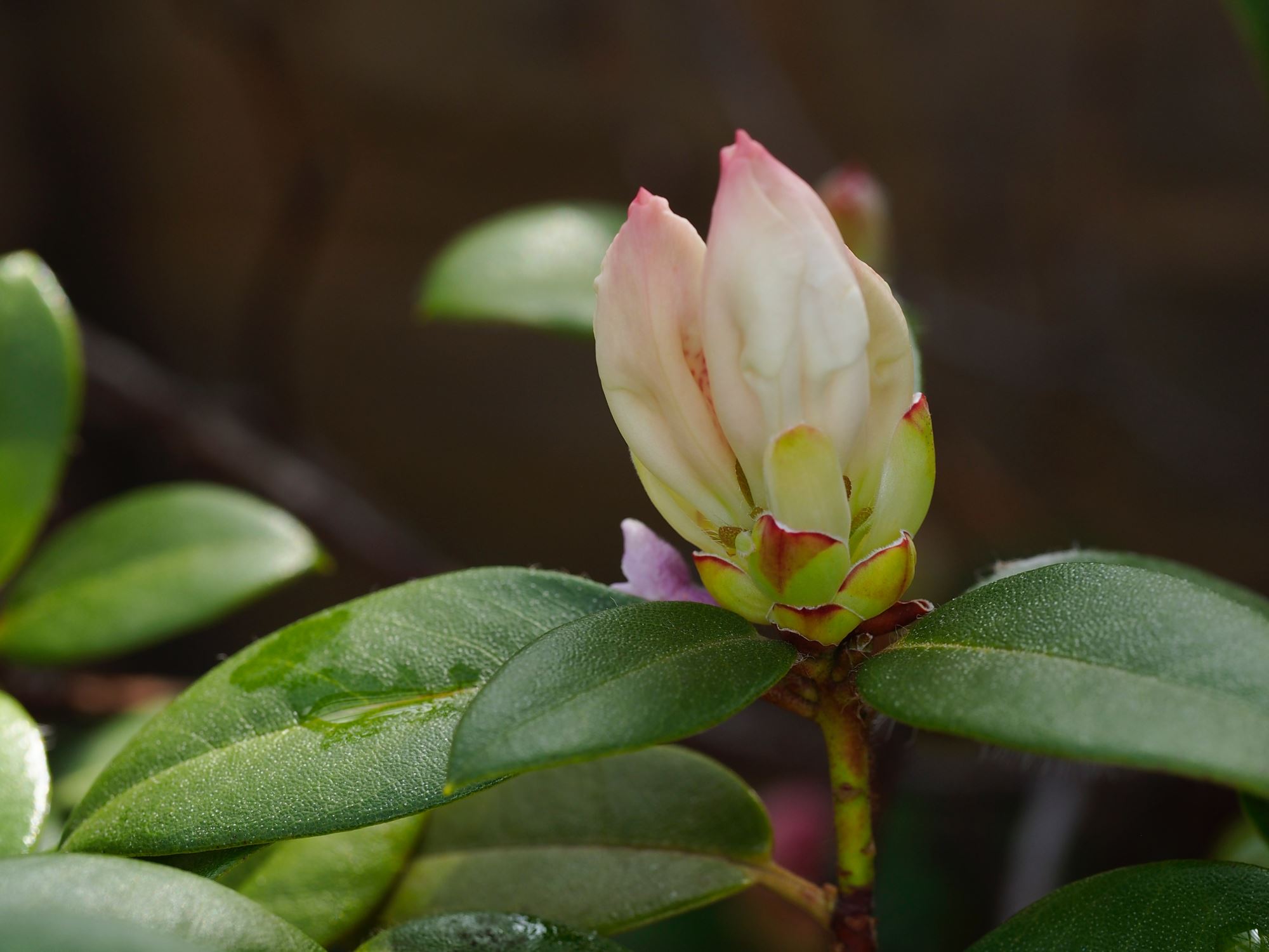 Image of Rhododendron ciliatum