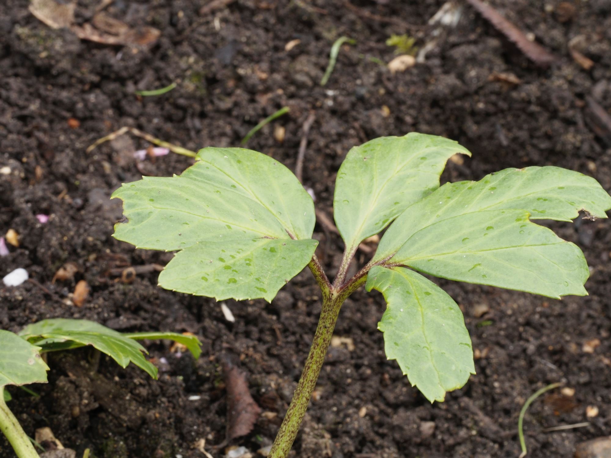 Image of Helleborus niger