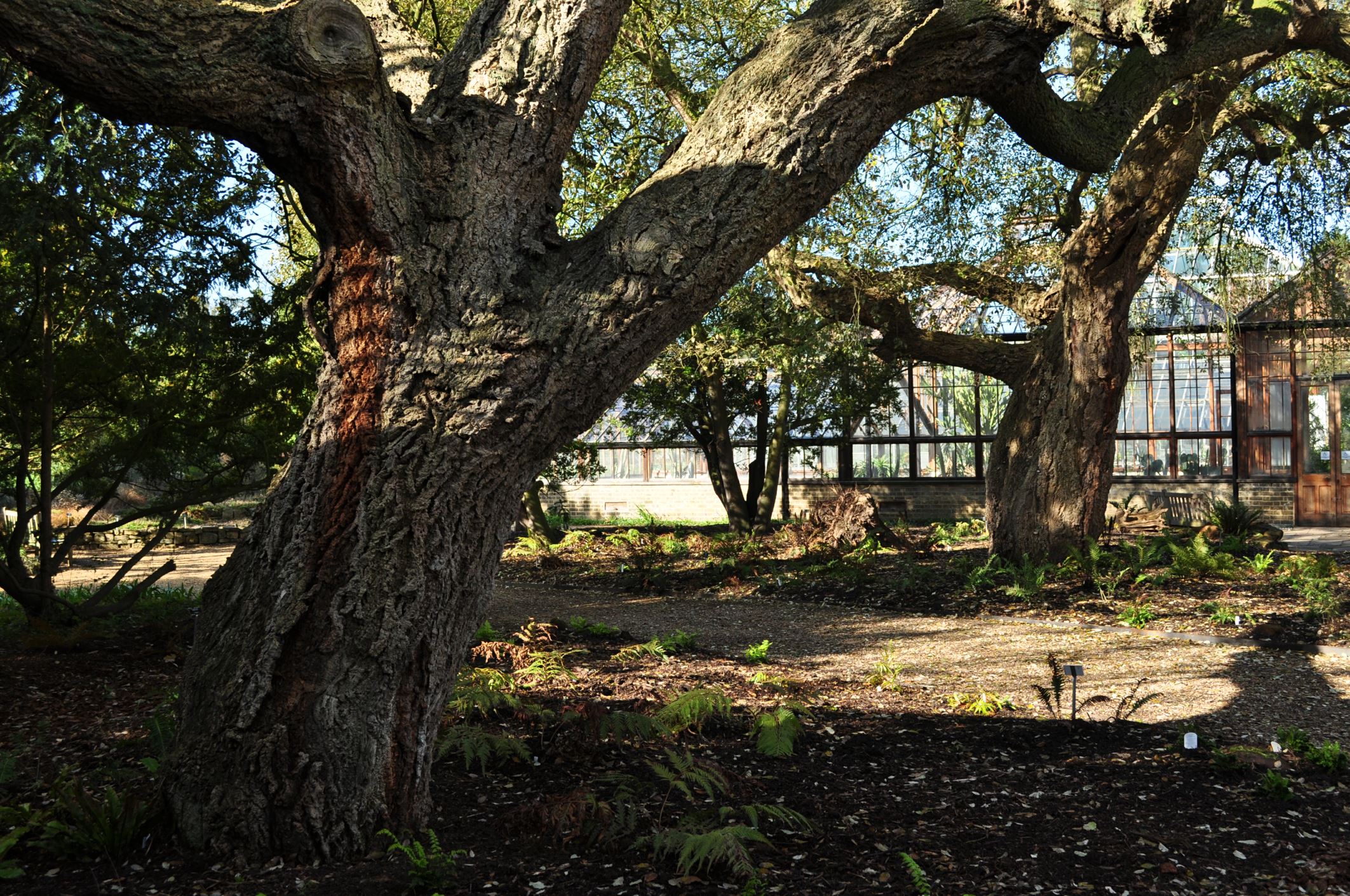 Image of Quercus Ã— hispanica 'Fulhamensis'