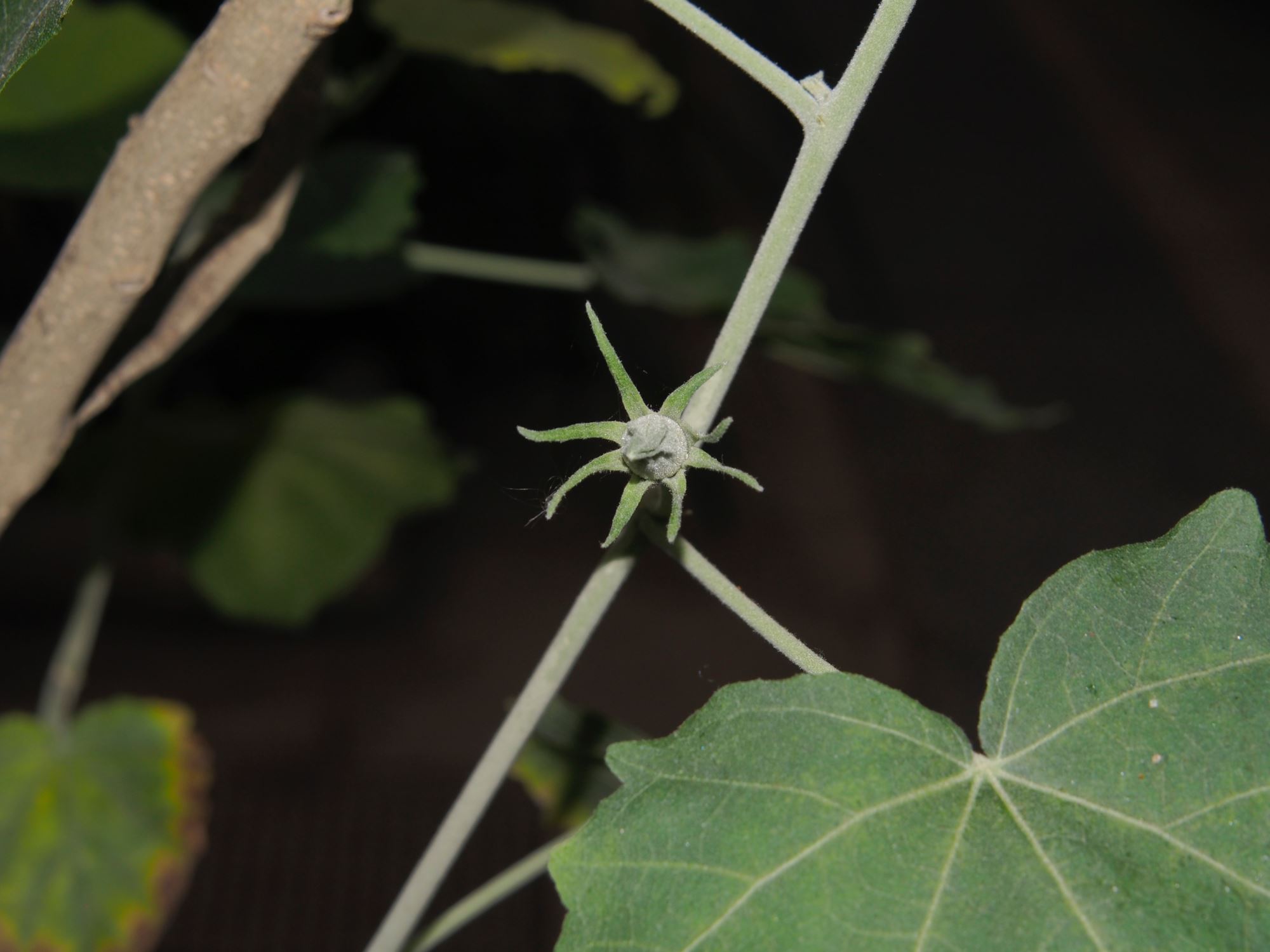 Image of Hibiscadelphus distans