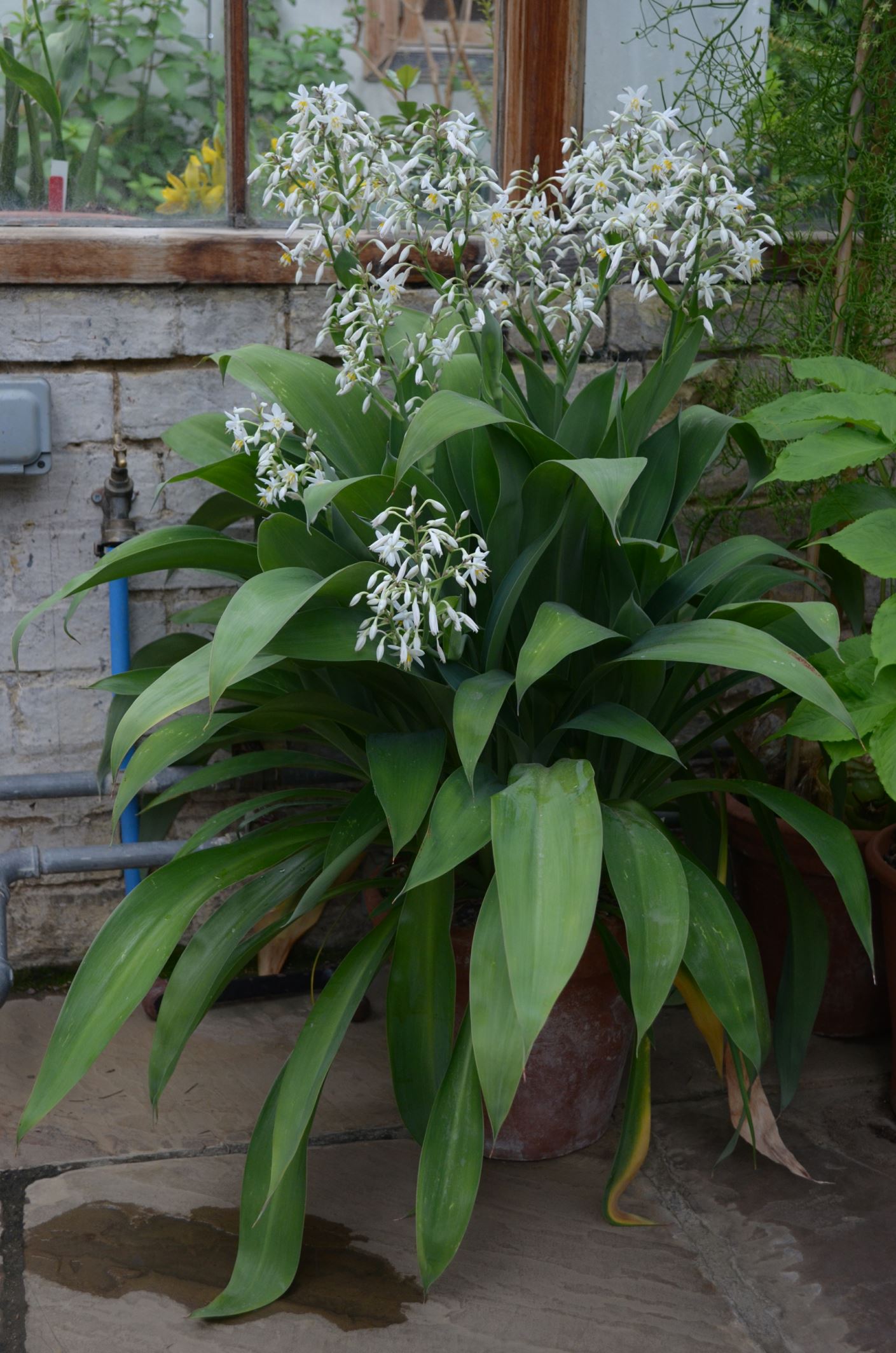 Image of Arthropodium cirrhatum