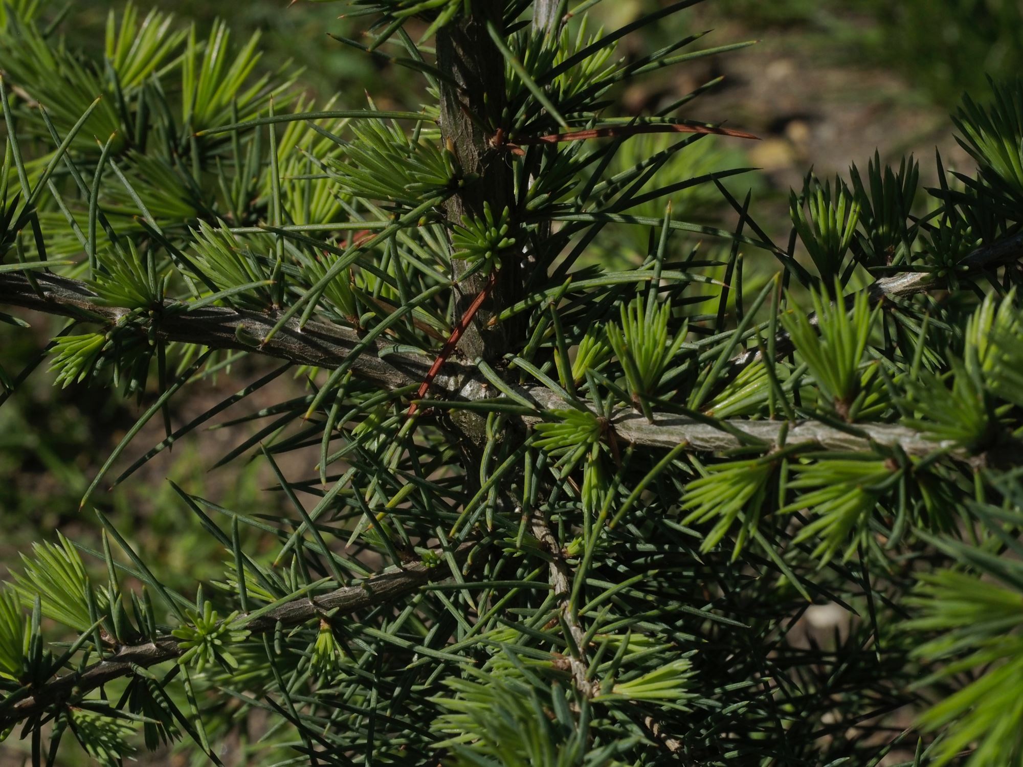 Image of Cedrus atlantica