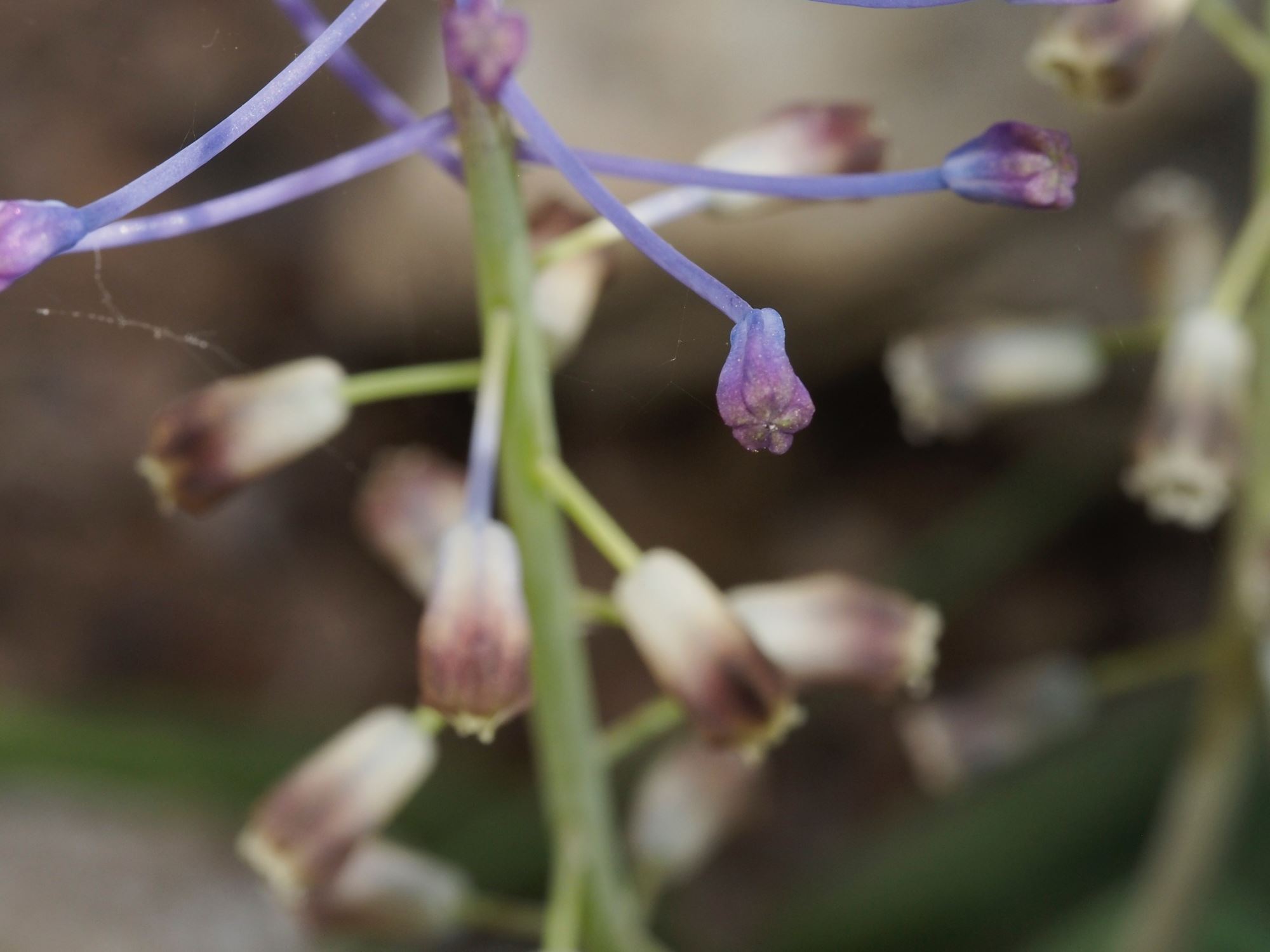 Image of Leopoldia comosa
