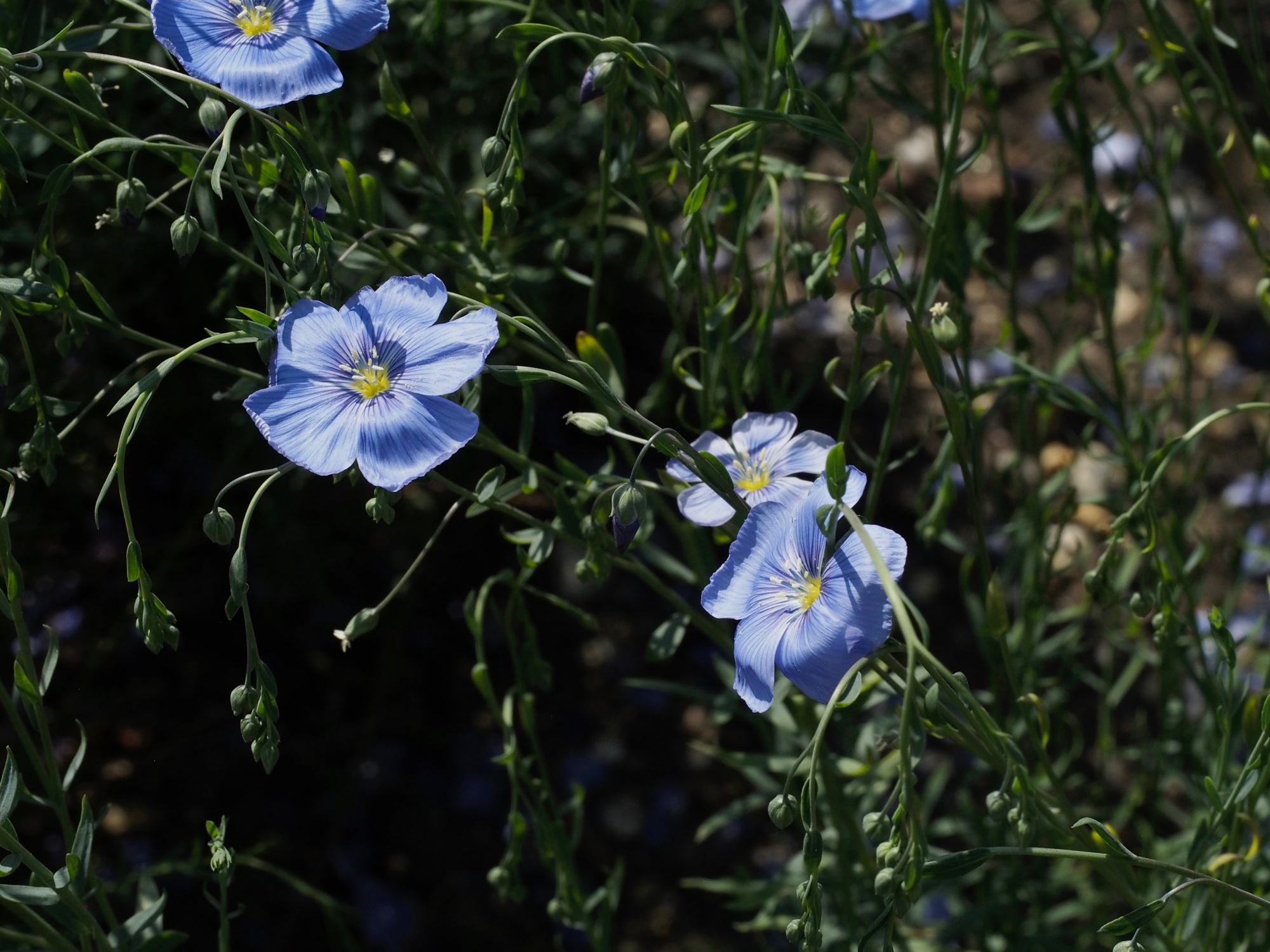 Image of Linum perenne