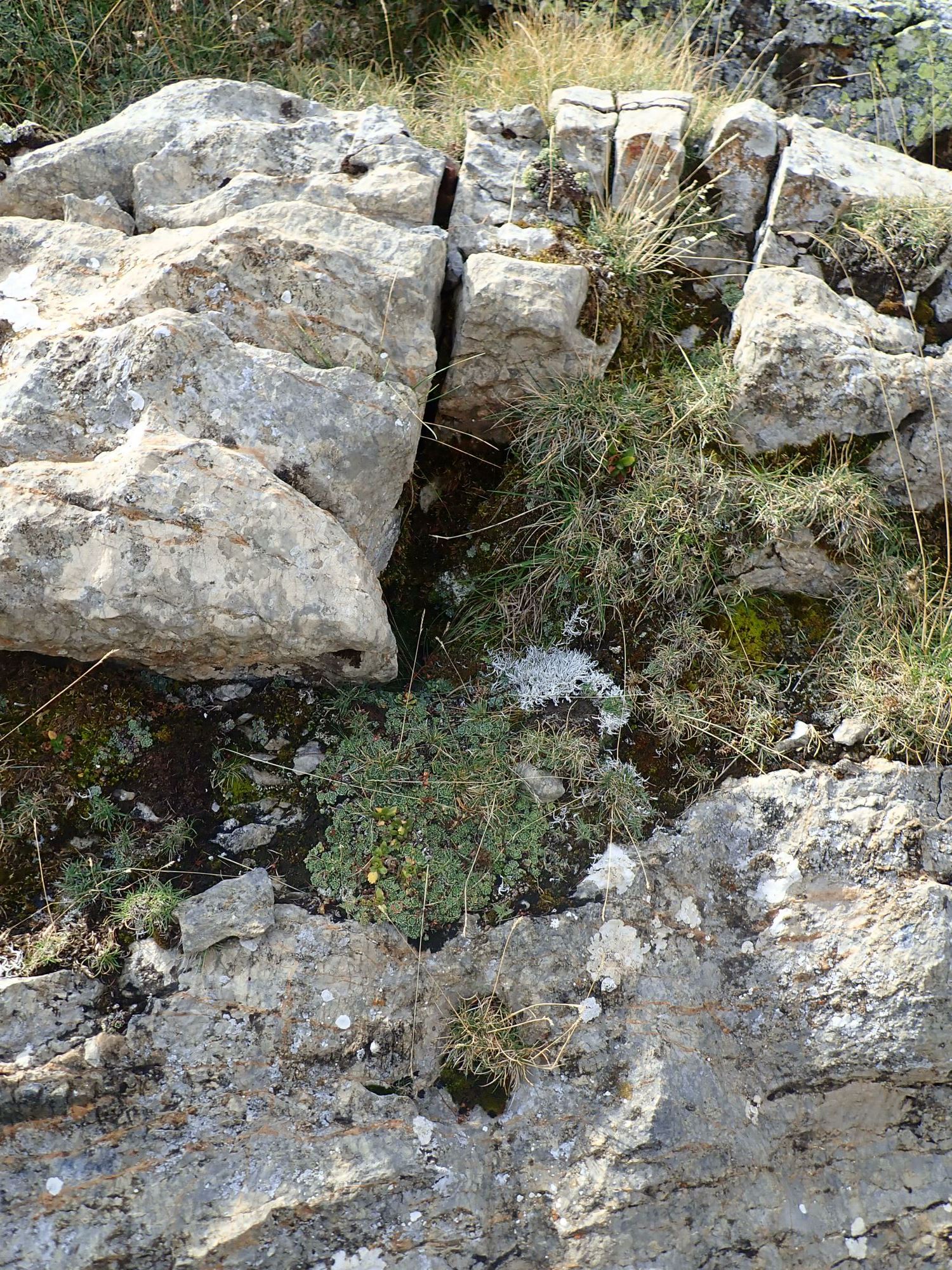 Image of Saxifraga paniculata