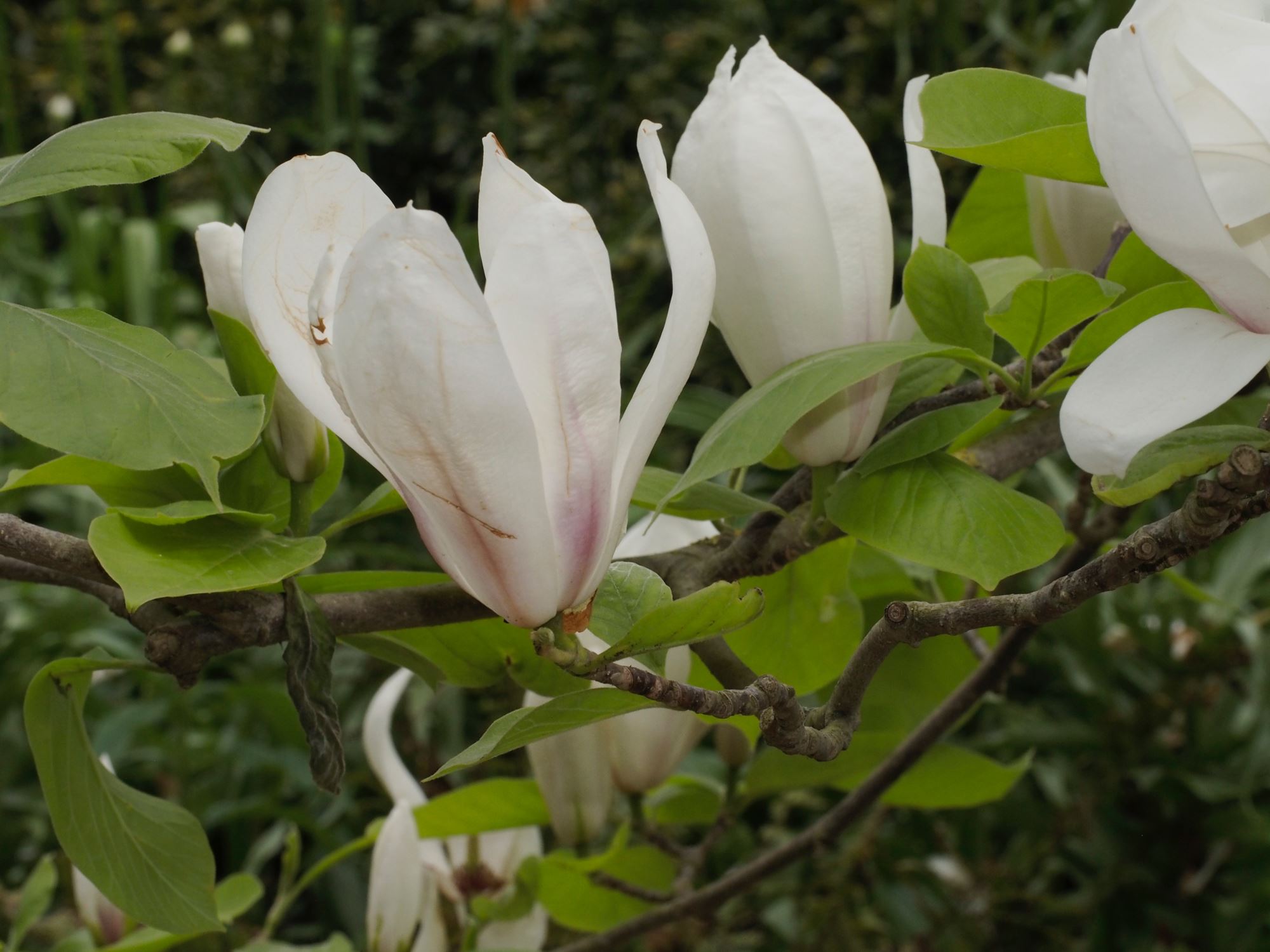 Image of Magnolia Ã— soulangeana 'Brozzonii'