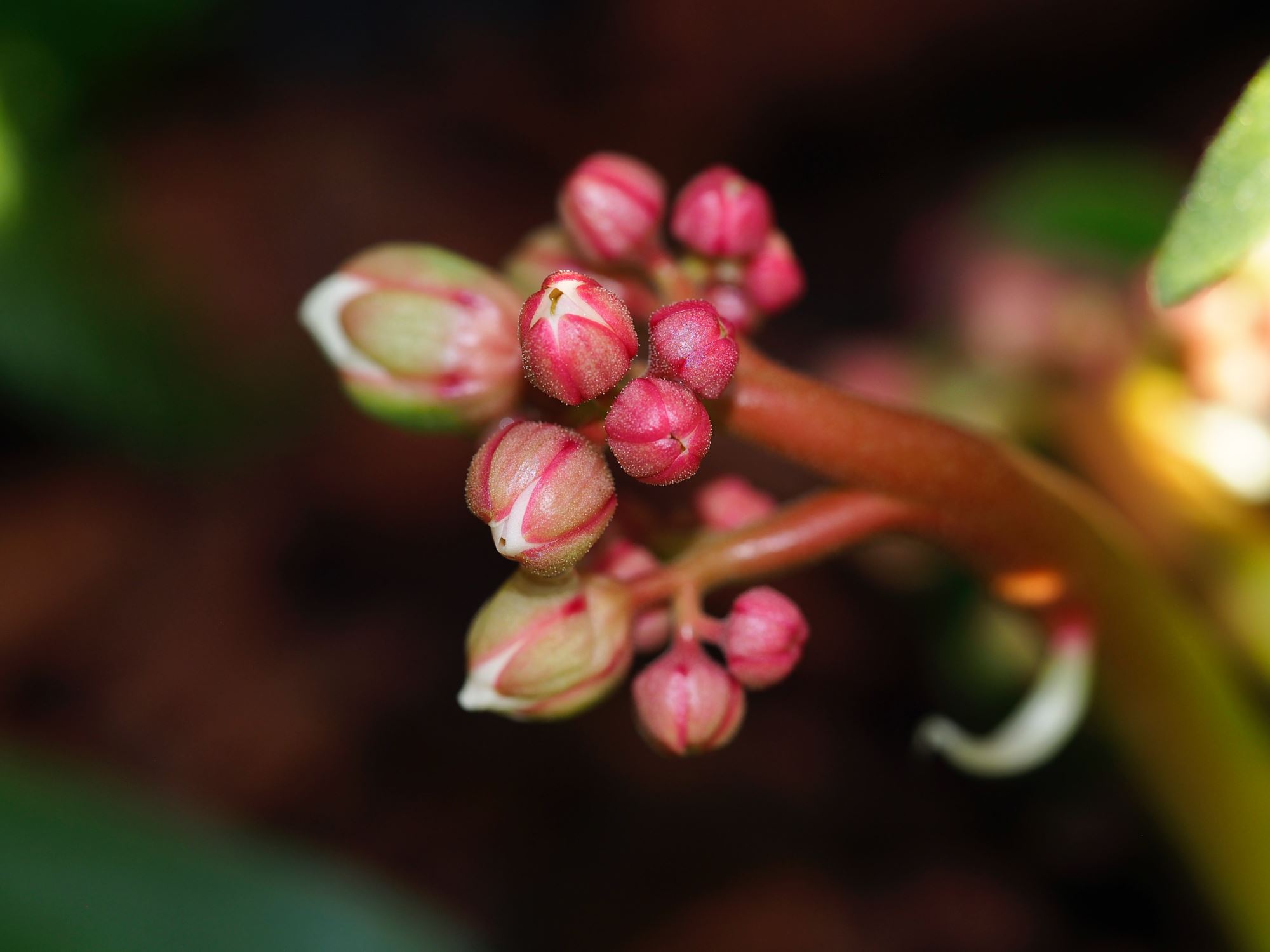 Image of Bergenia emeiensis