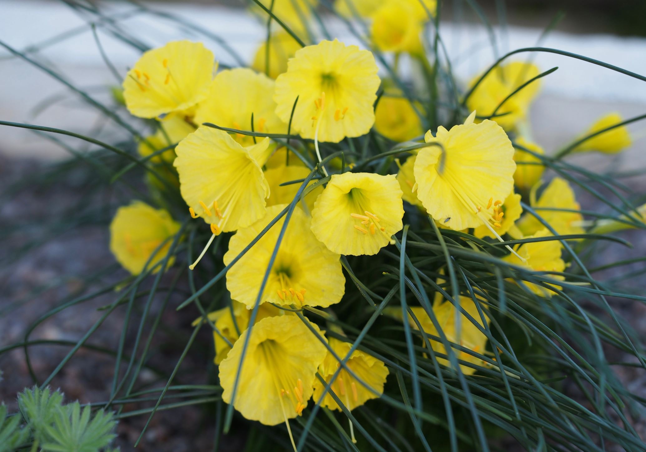 Image of Narcissus romieuxii