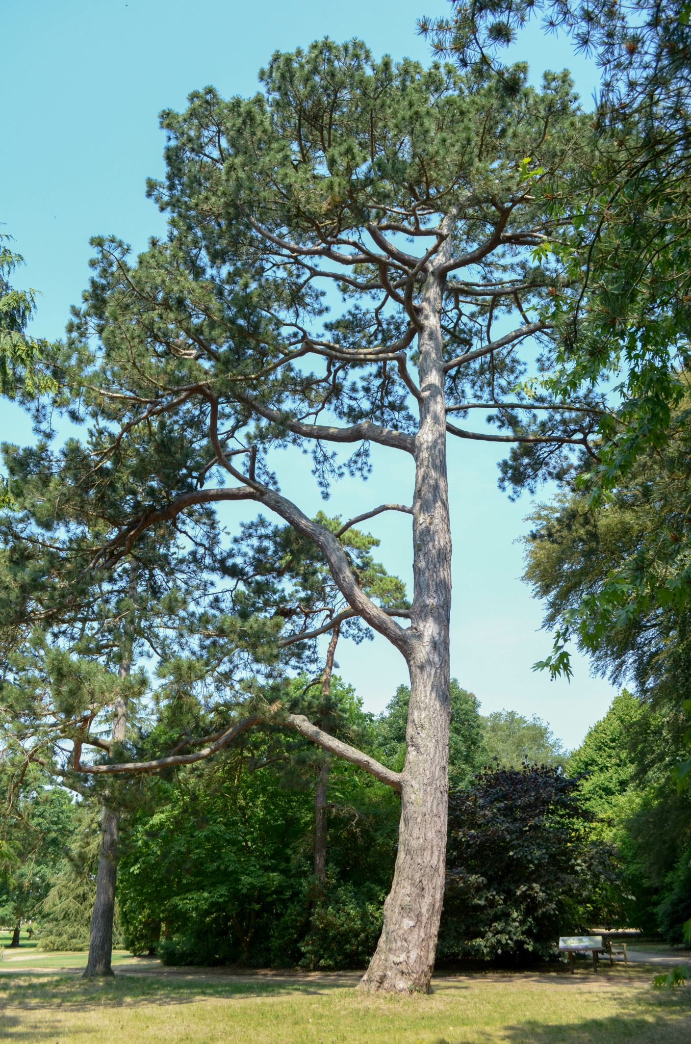 Image of Pinus nigra subsp. salzmannii