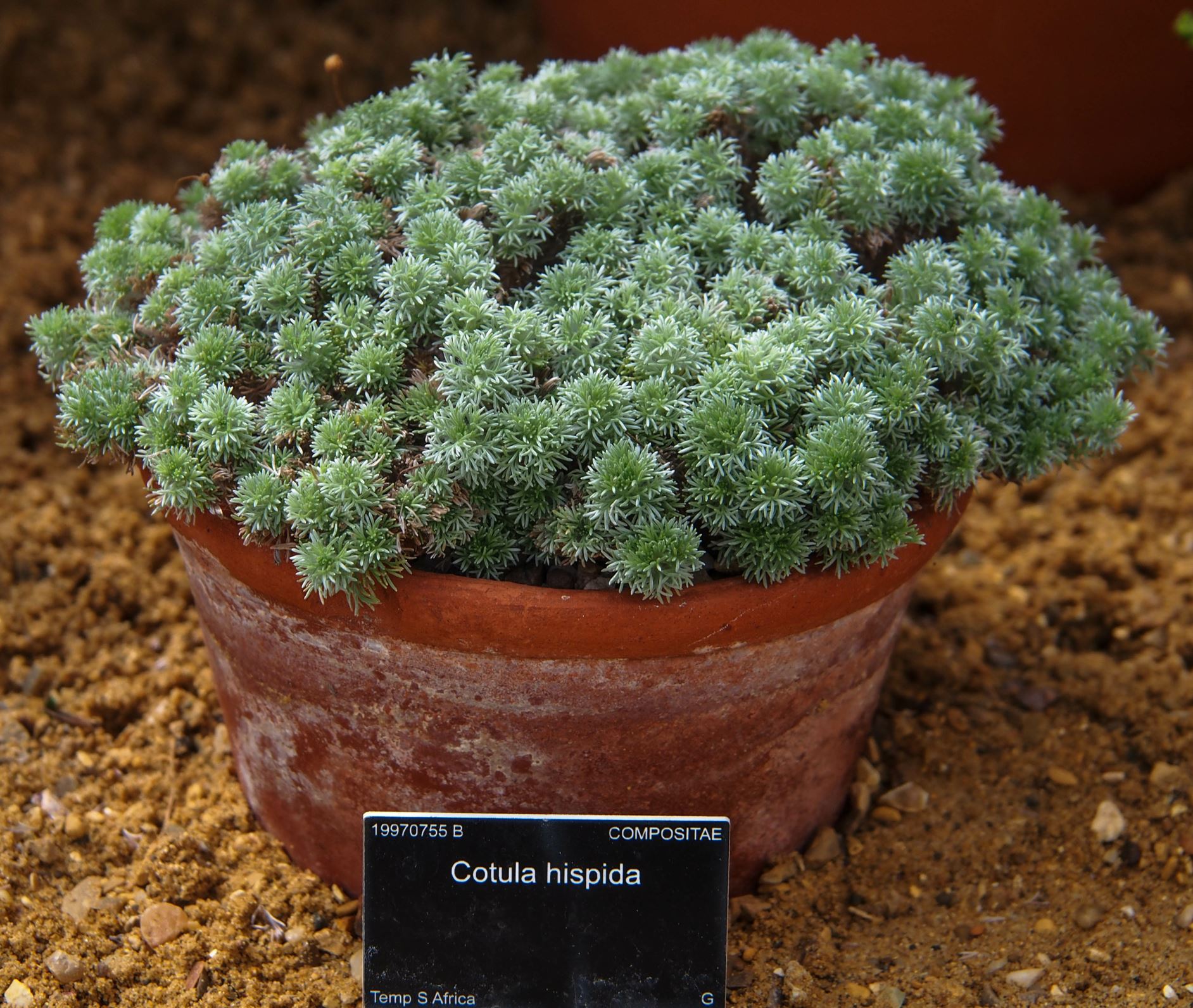 Image of Cotula hispida