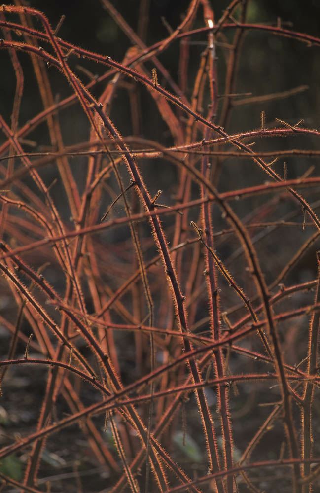 Image of Rubus phoenicolasius