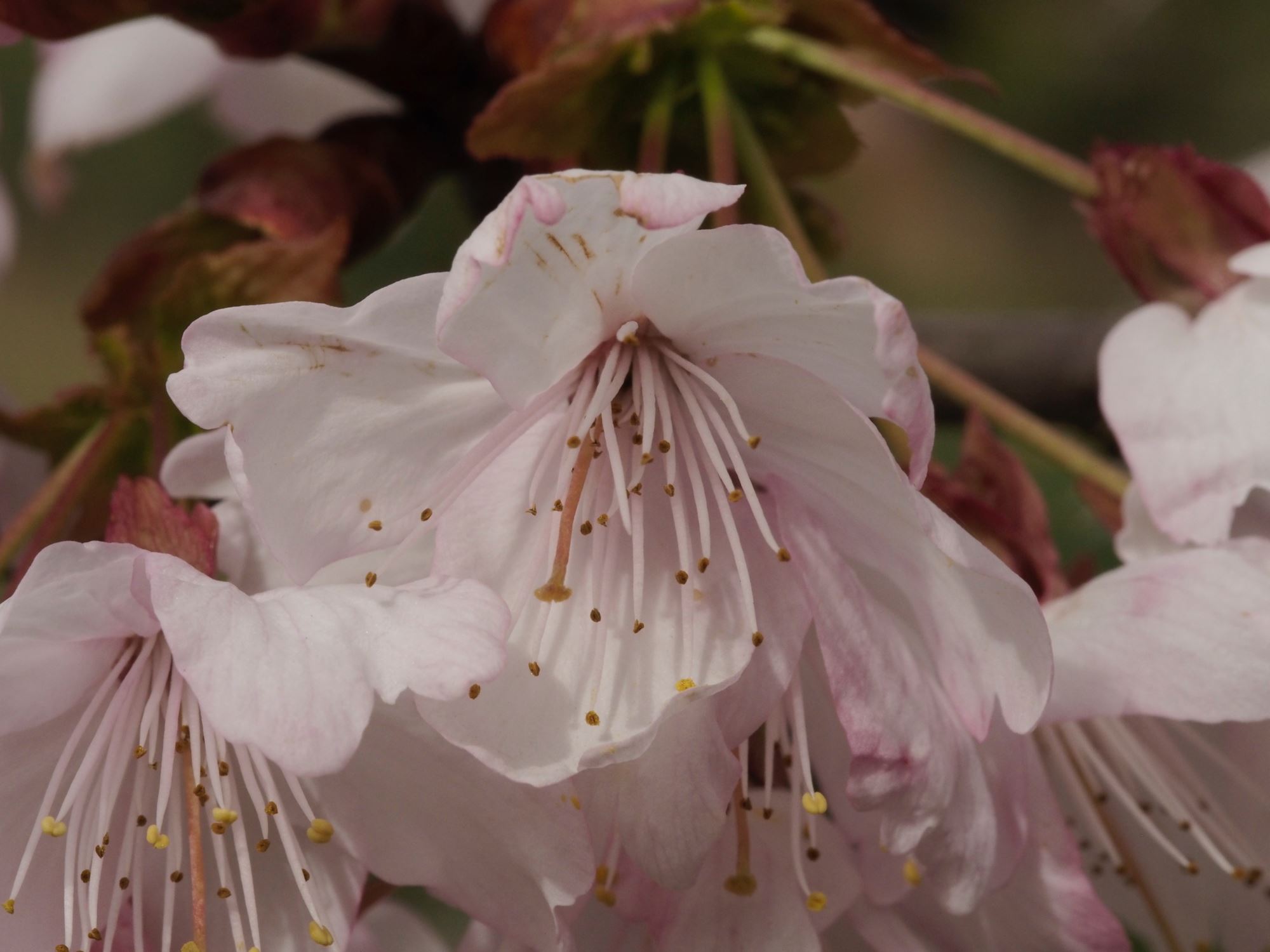 Image of Prunus cyclamina