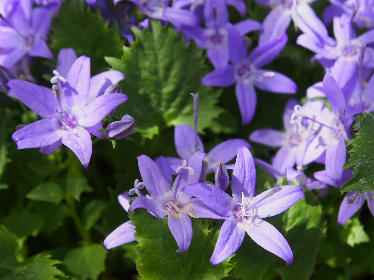 Image of Campanula fenestrellata