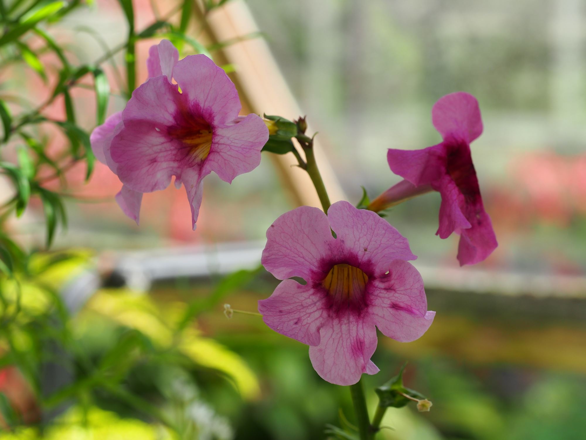 Image of Incarvillea forrestii