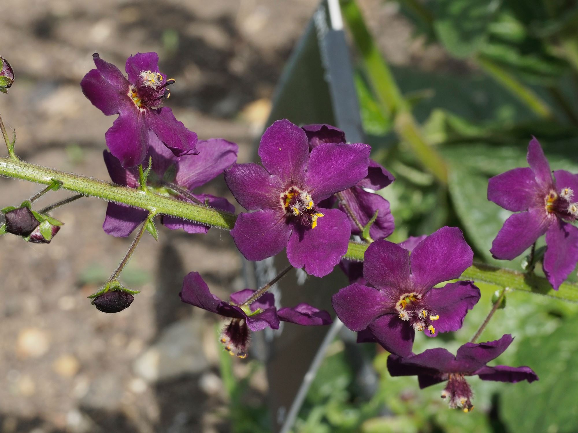 Image of Verbascum phoeniceum