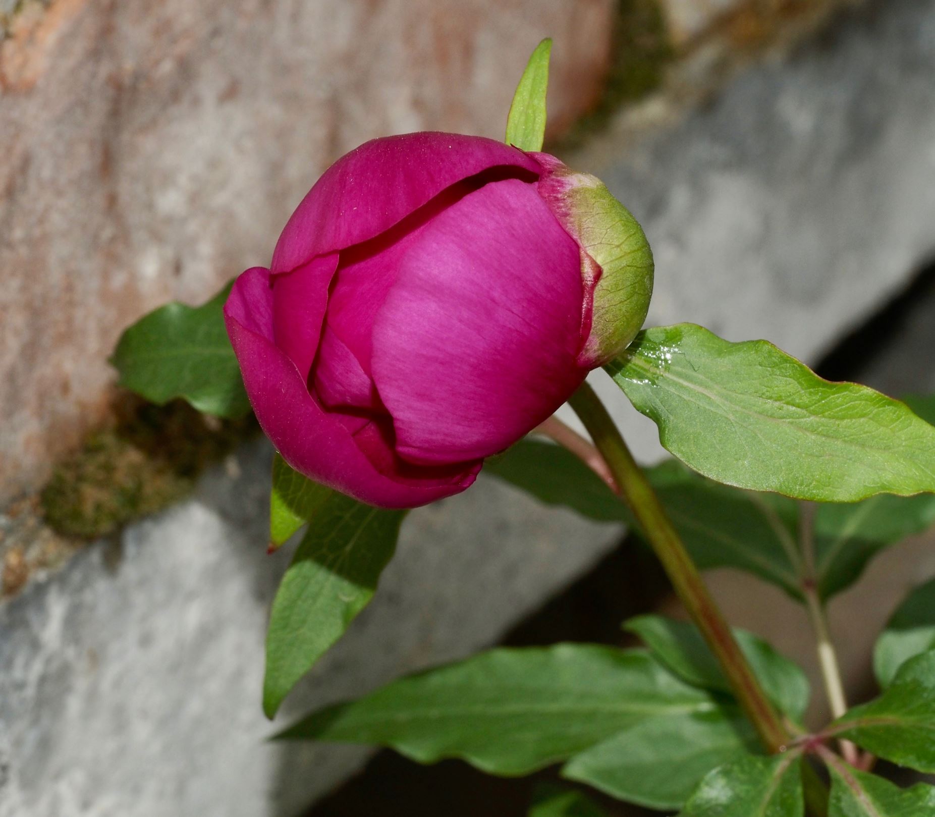 Image of Paeonia mascula subsp. mascula