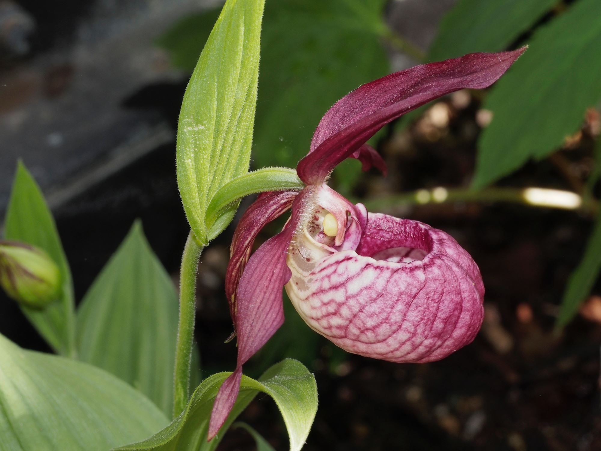 Image of Cypripedium Ã— ventricosum