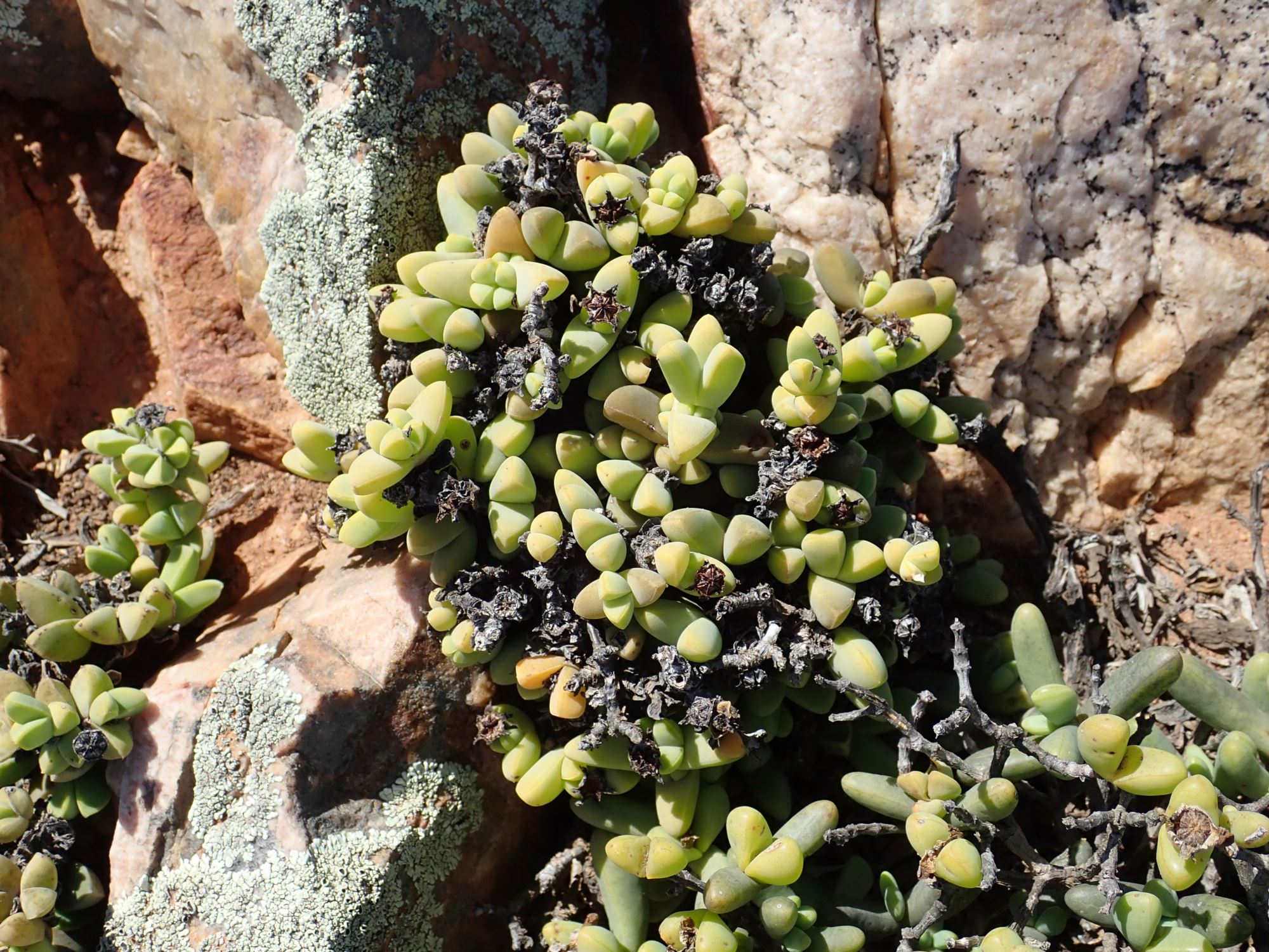 Image of Antimima sp.