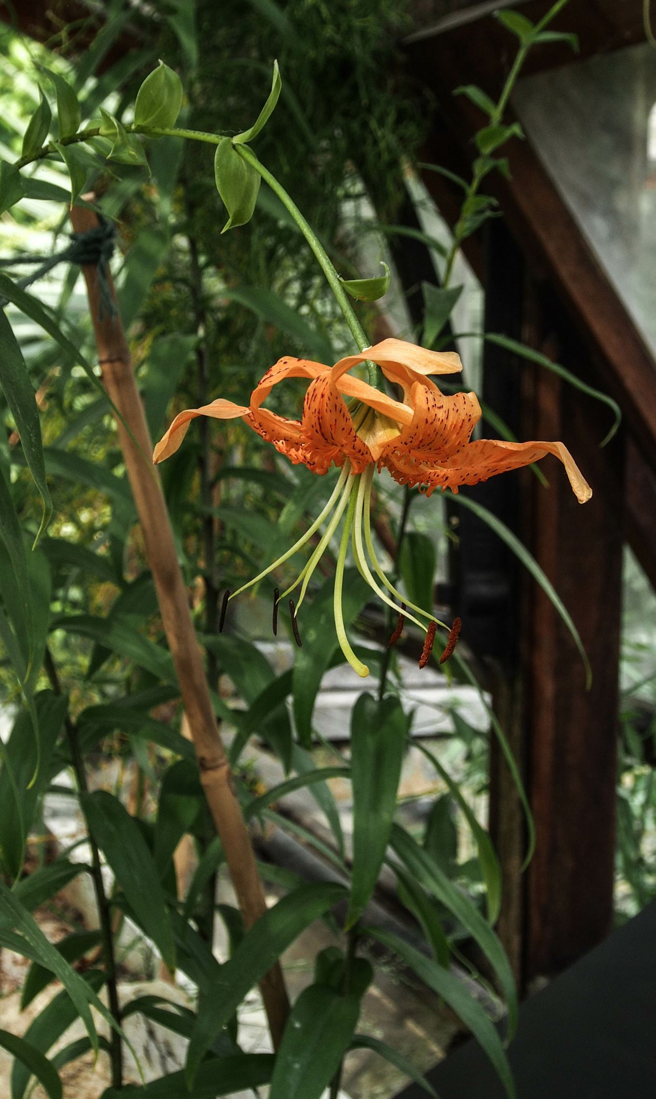 Image of Lilium henryi