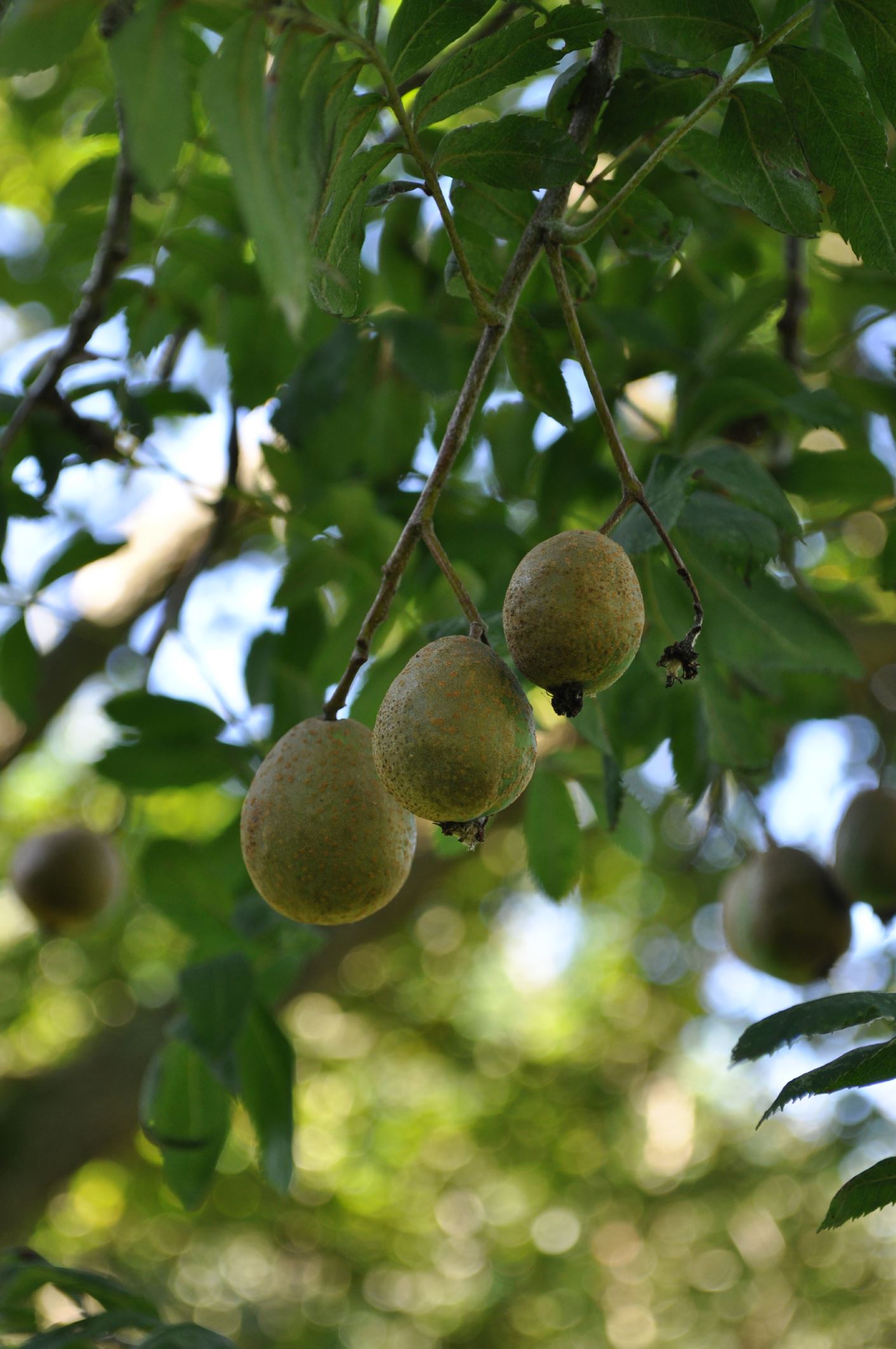 Image of Sorbus domestica