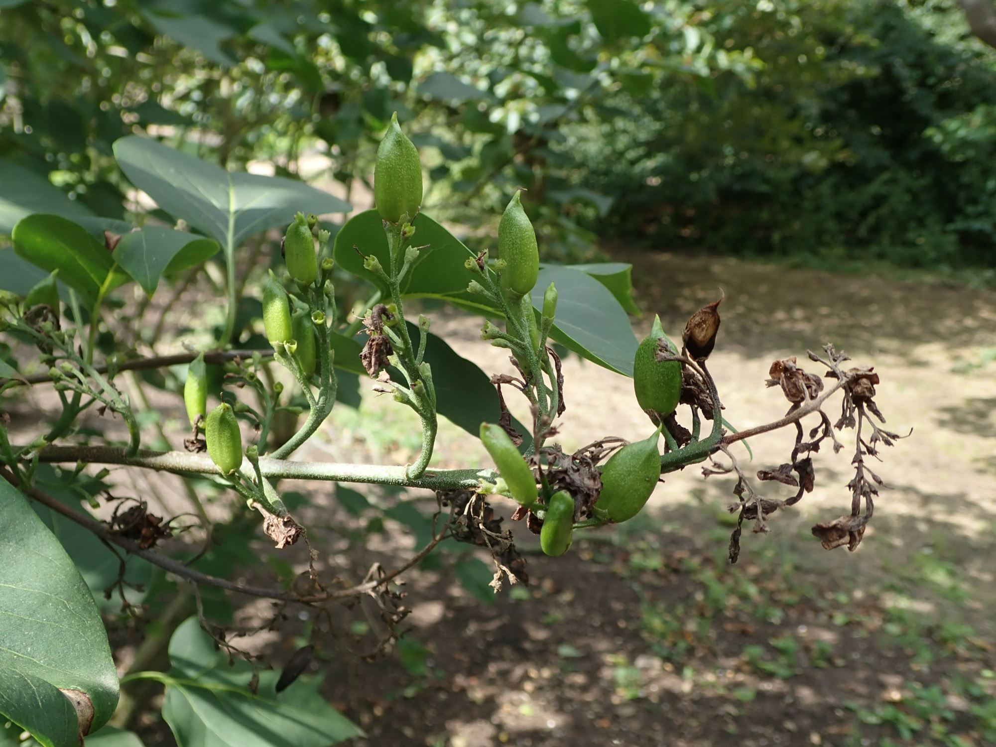 Image of Syringa 'Charles X'