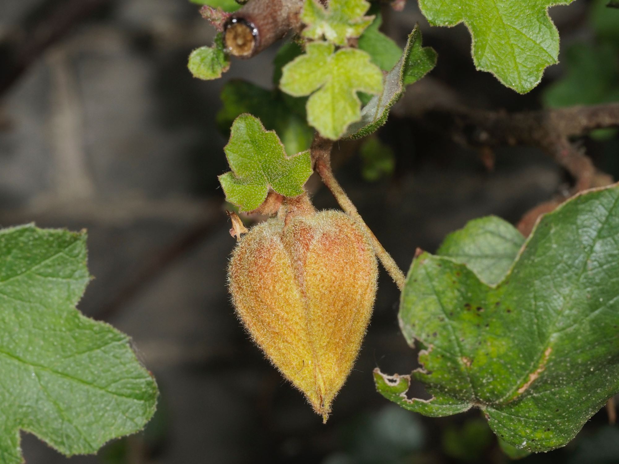 Image of Fremontodendron 'California Glory'