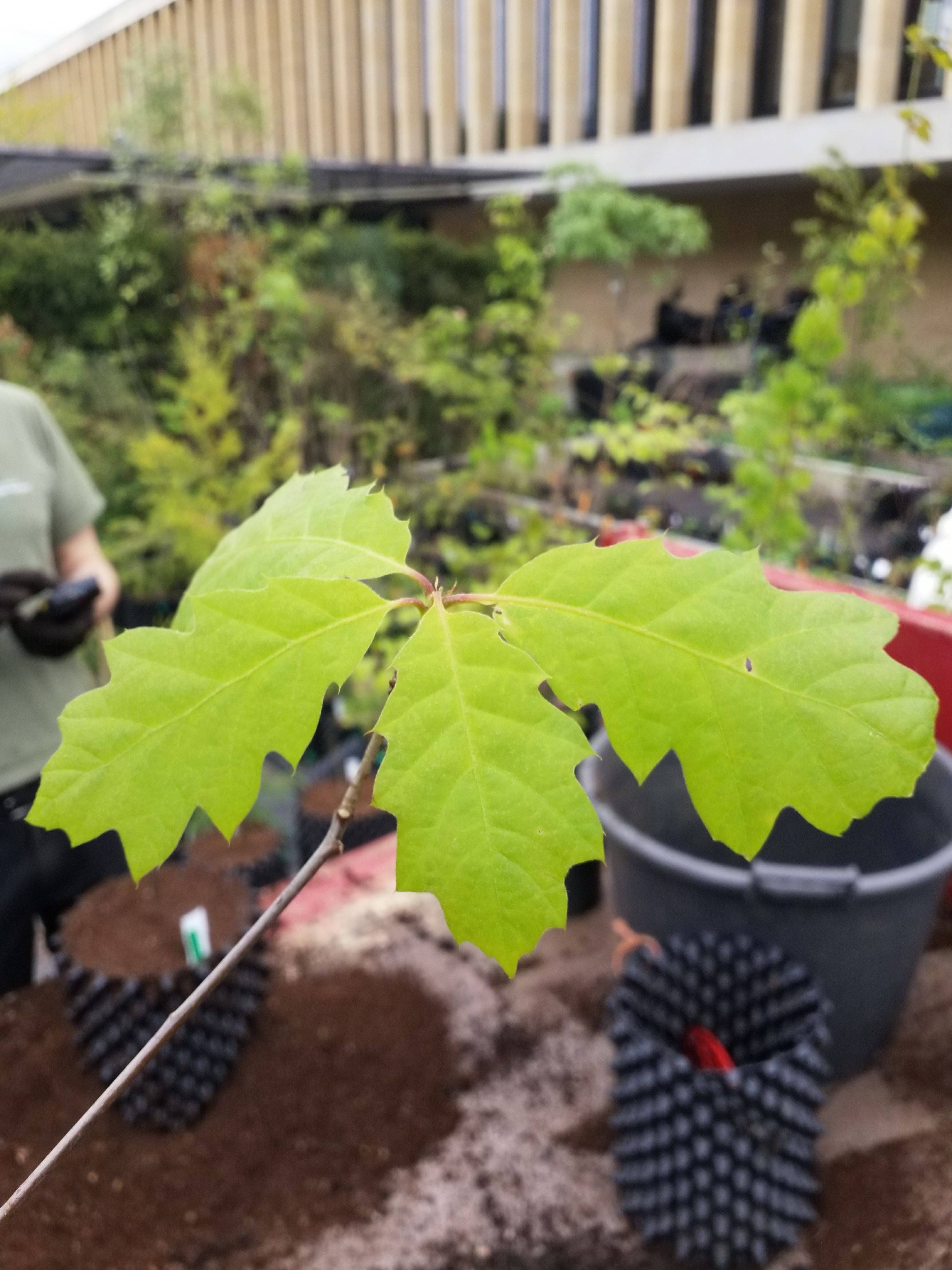 Image of Quercus rubra