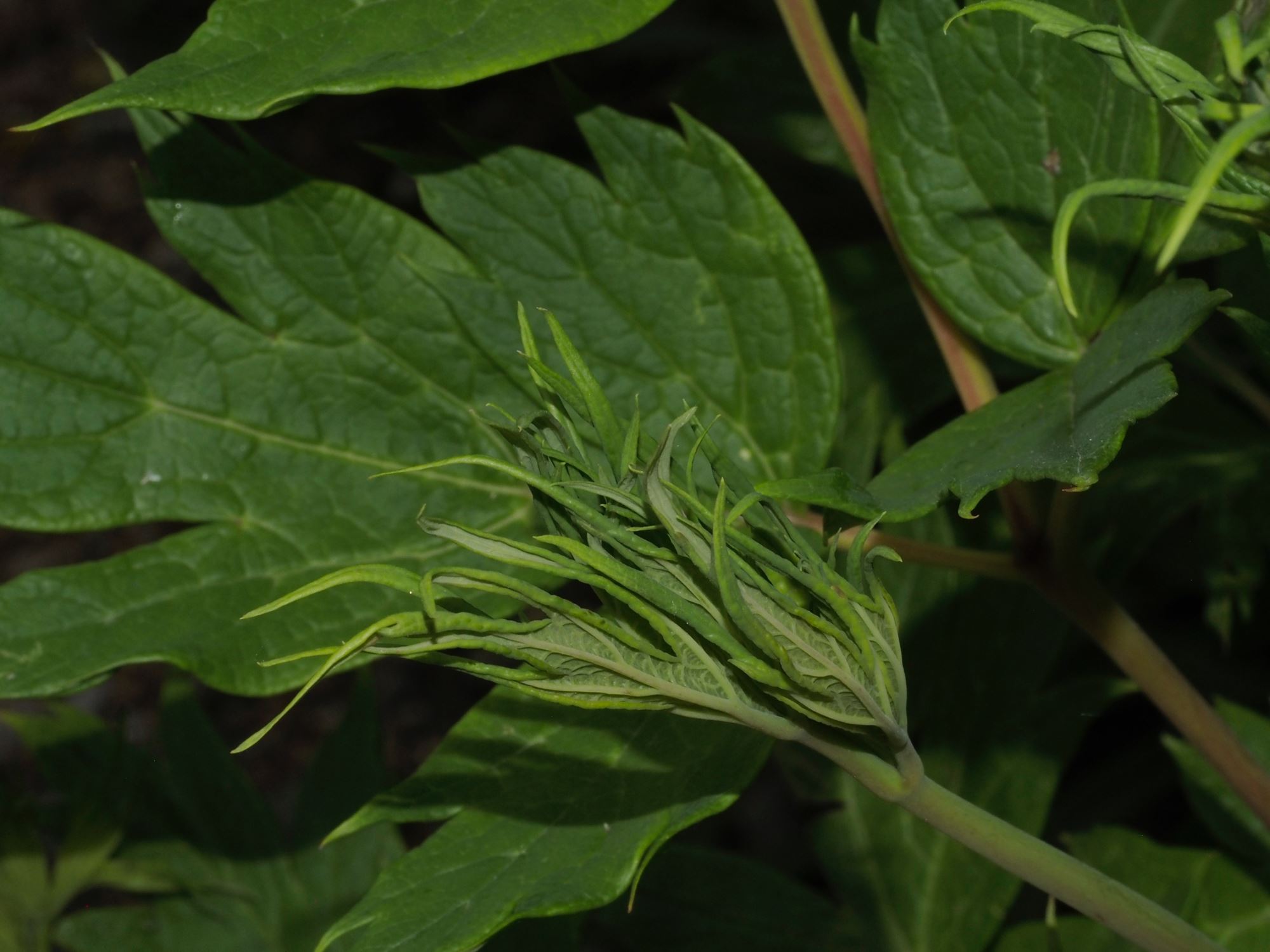 Image of Paeonia ludlowii
