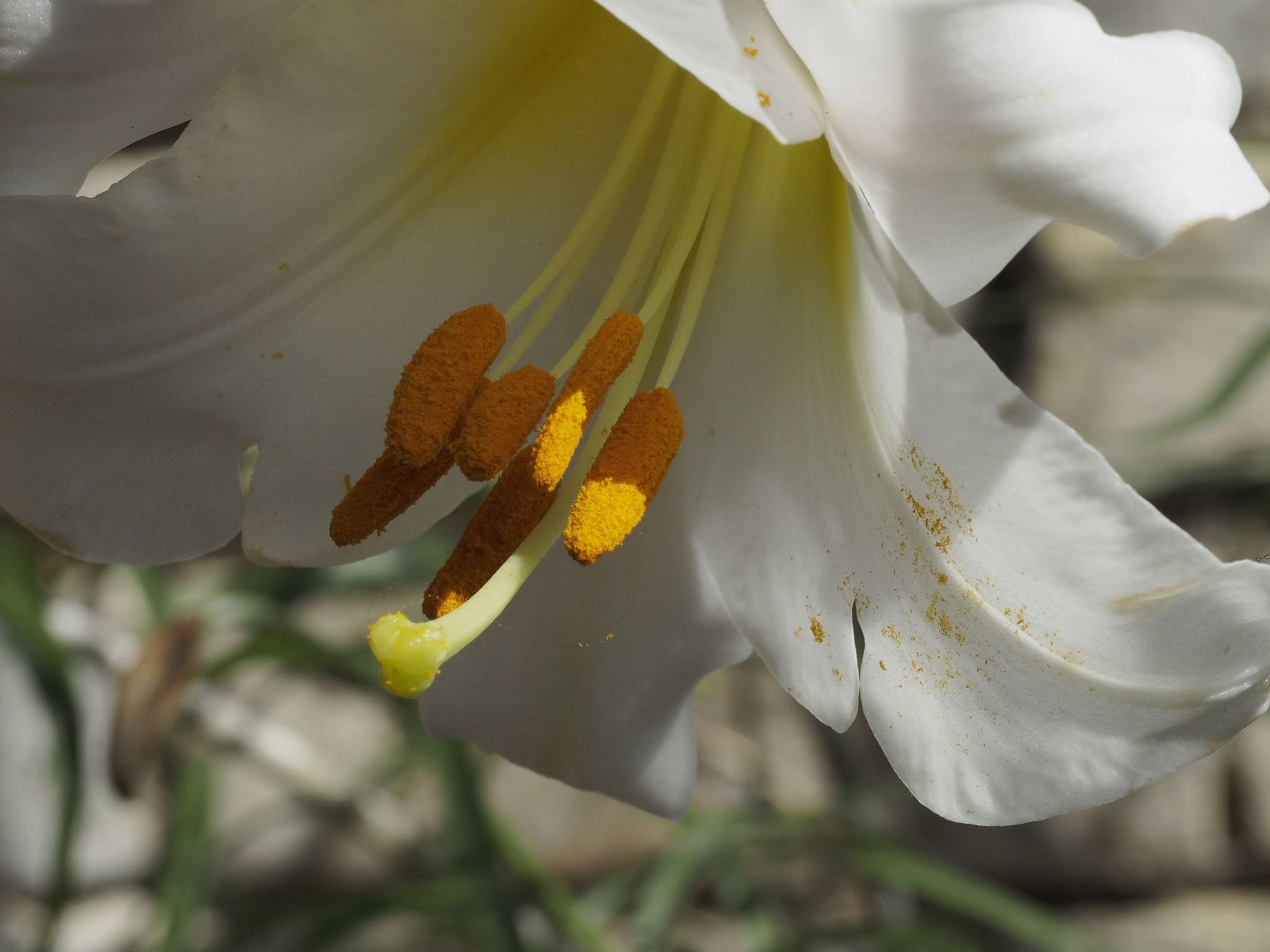 Image of Lilium pumilum