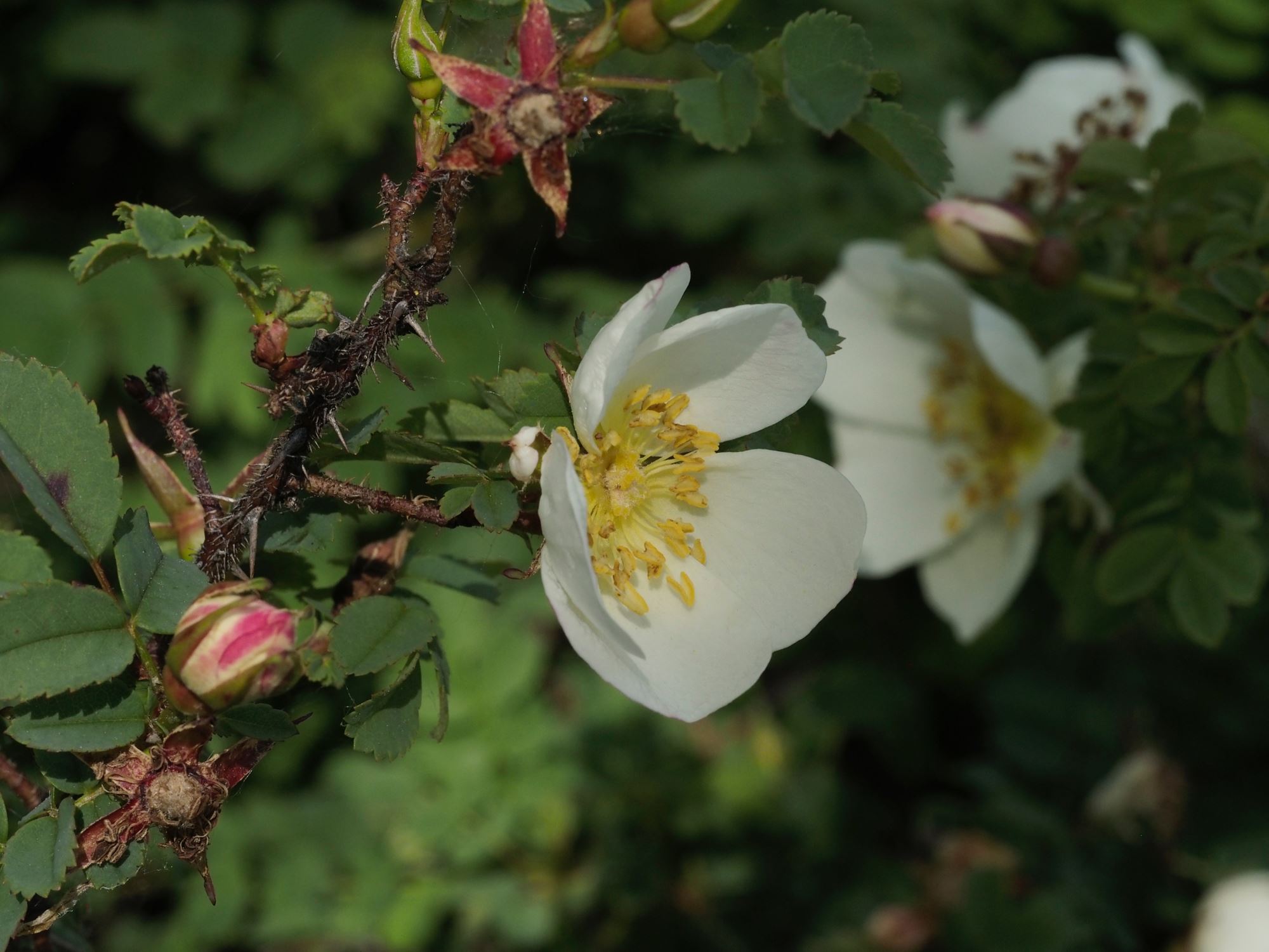 Image of Rosa spinosissima