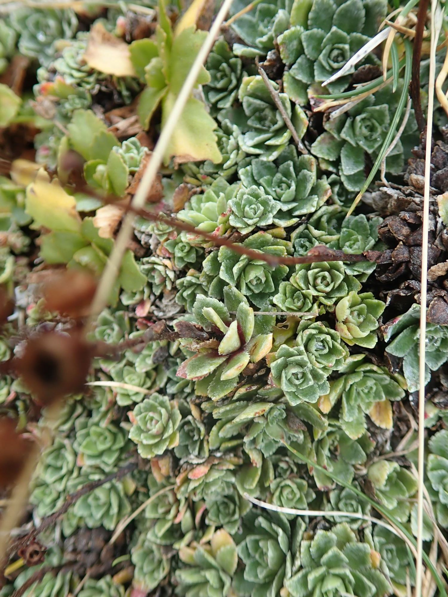 Image of Saxifraga paniculata
