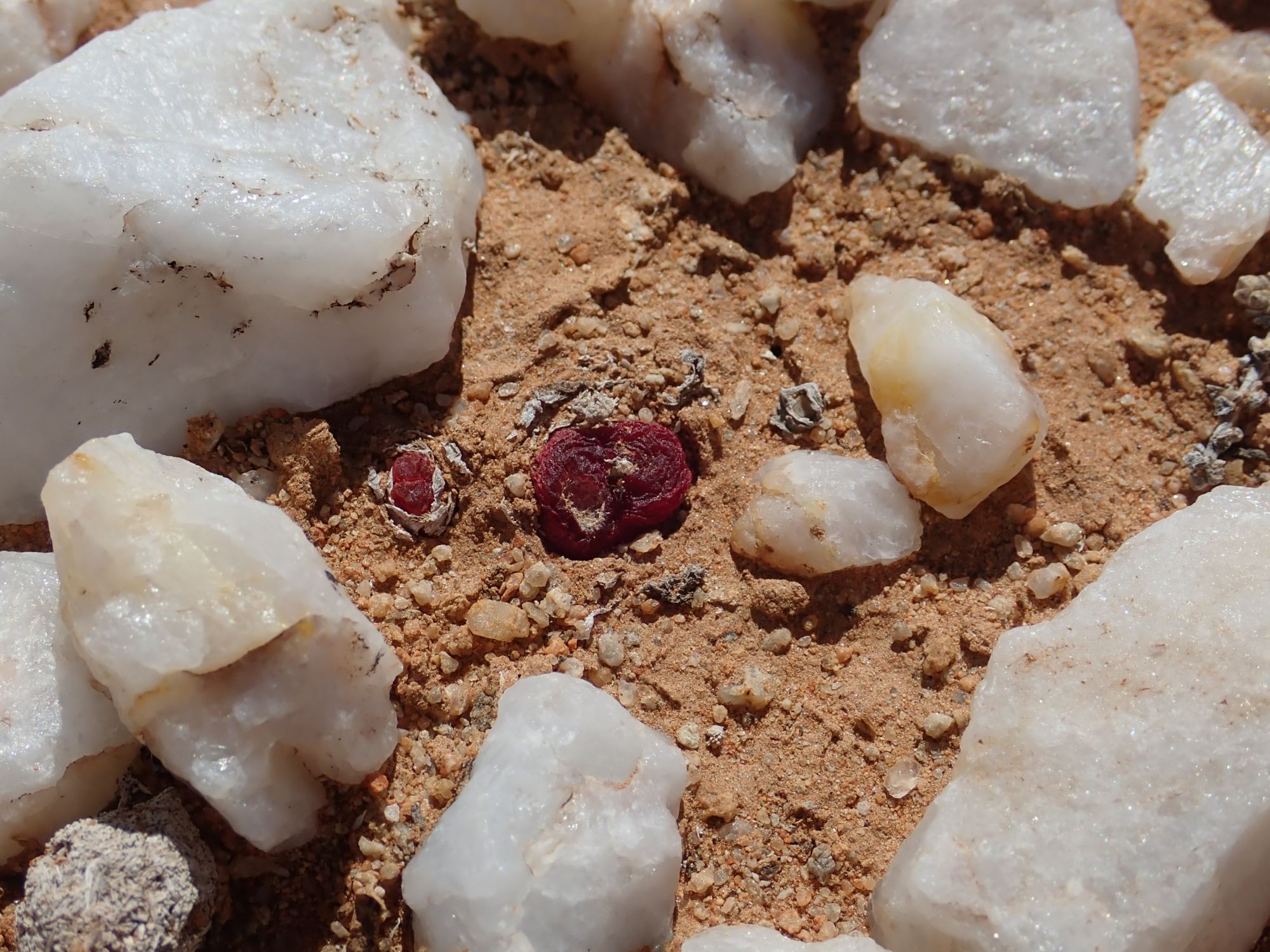 Image of Conophytum maughanii