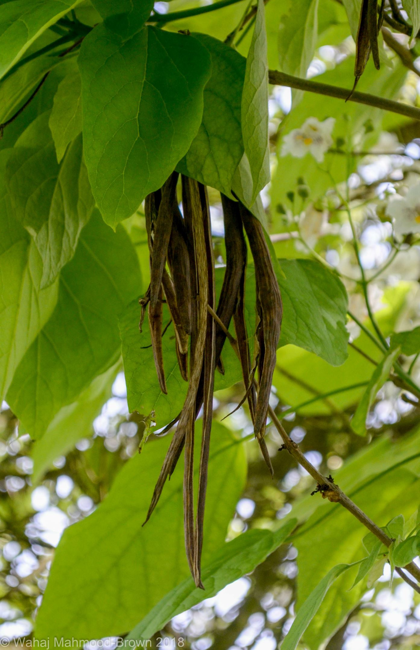 Image of Catalpa speciosa