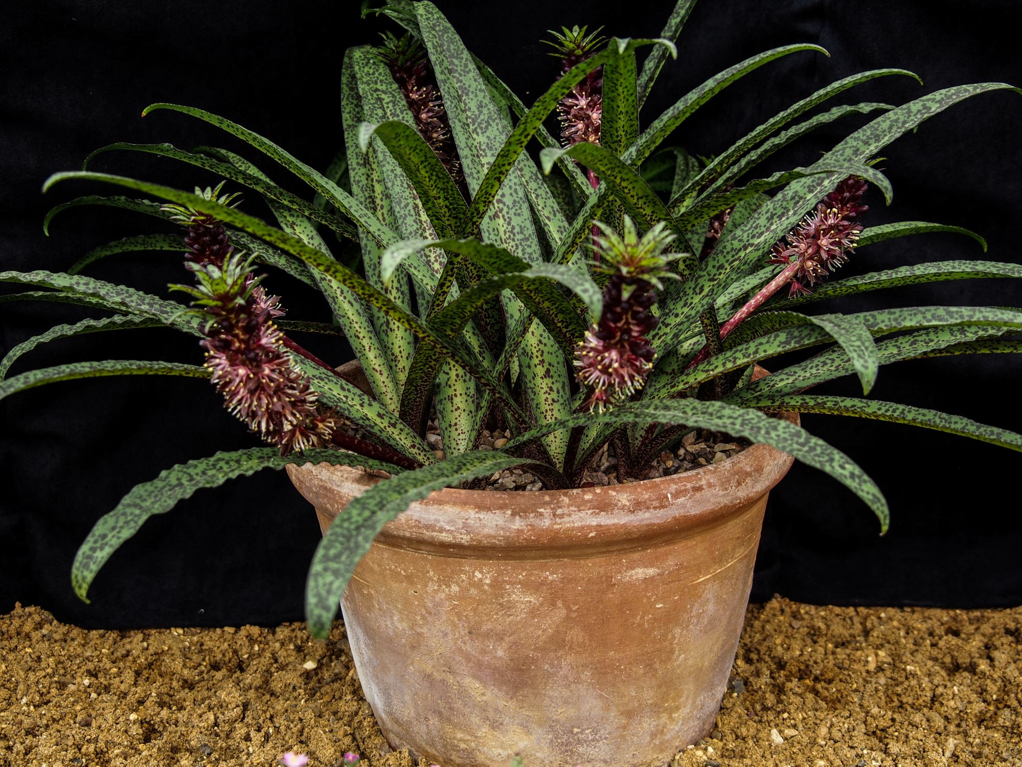 Image of Eucomis vandermerwei