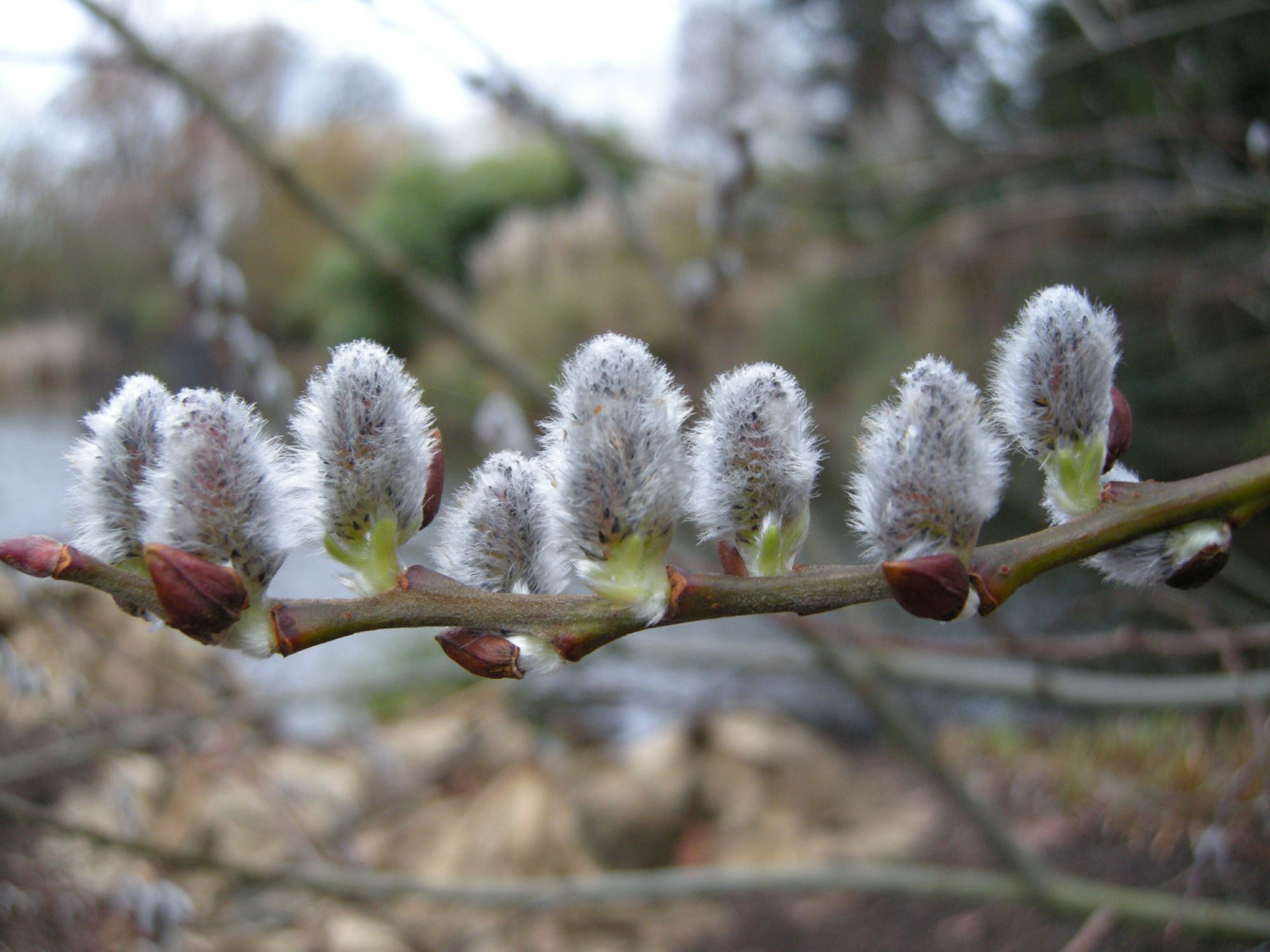 Image of Salix aegyptiaca