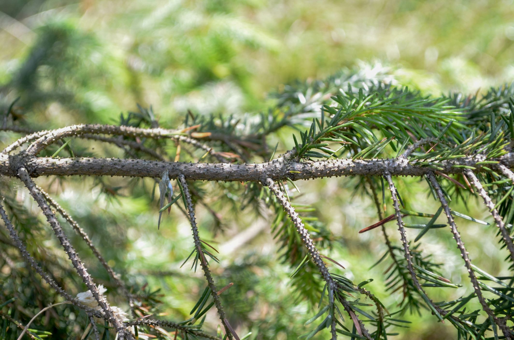 Image of Picea omorika