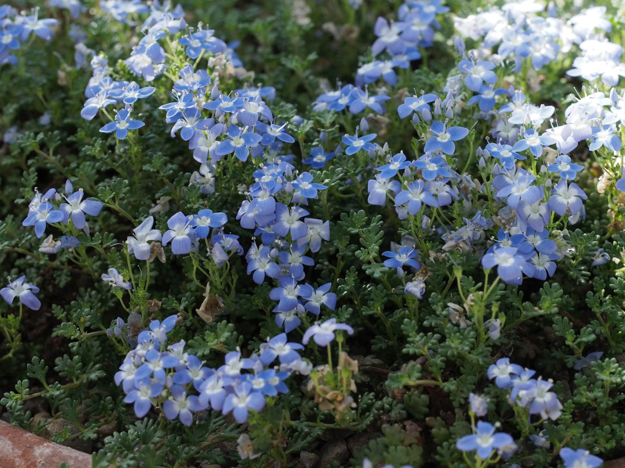 Image of Veronica oltensis