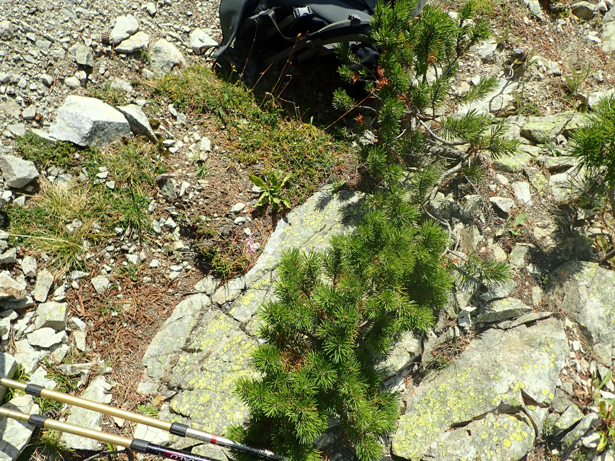 Image of Dianthus sp.
