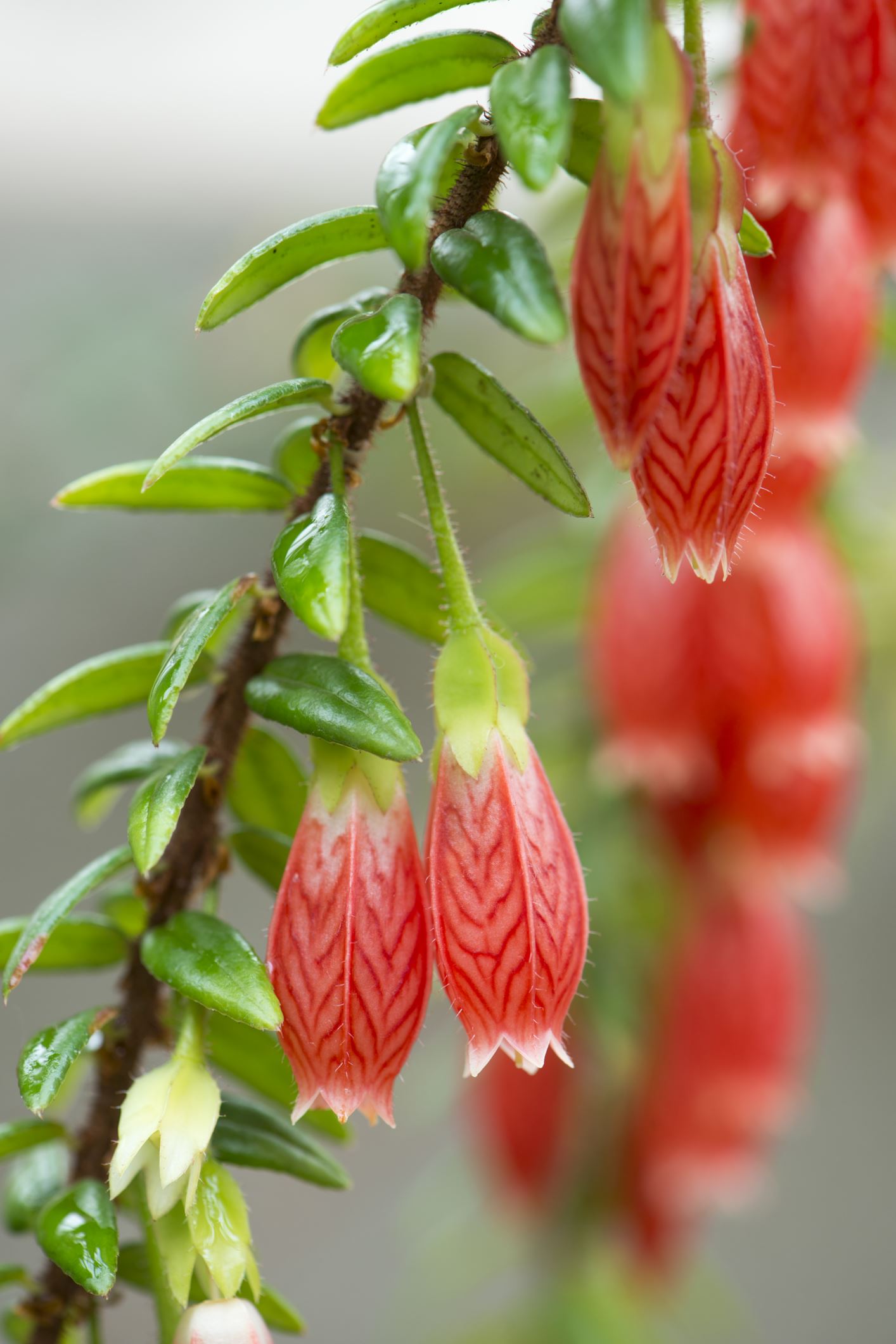 Image of Agapetes serpens