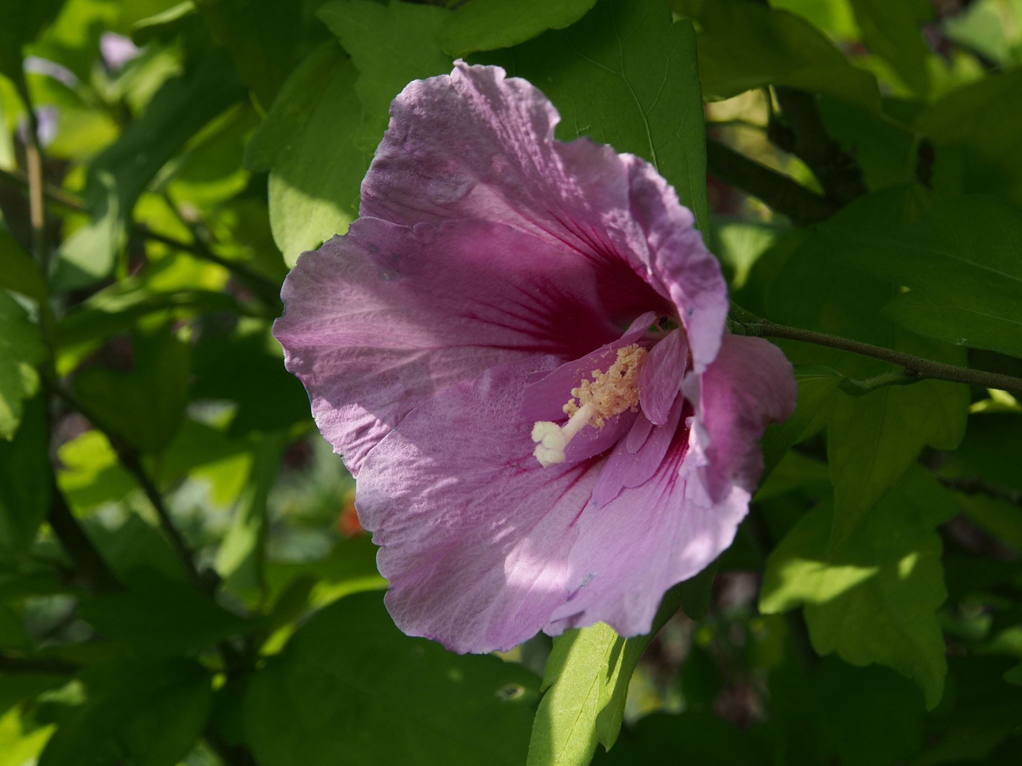 Image of Hibiscus 'Lavender Chiffon'