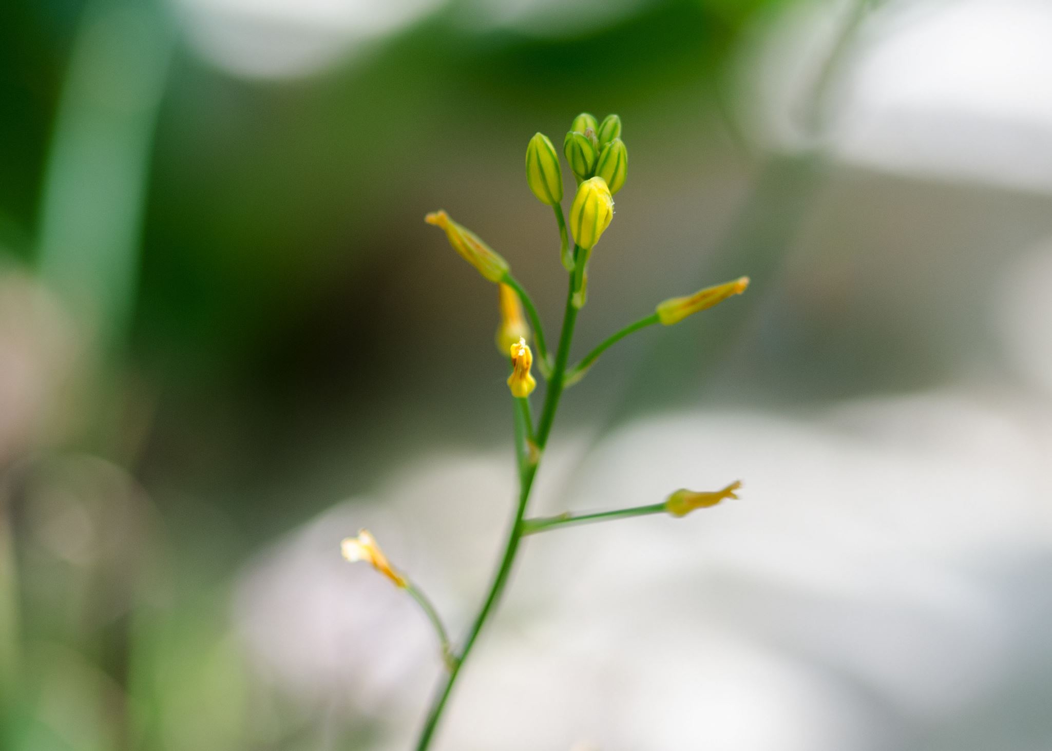 Image of Bulbine bulbosa