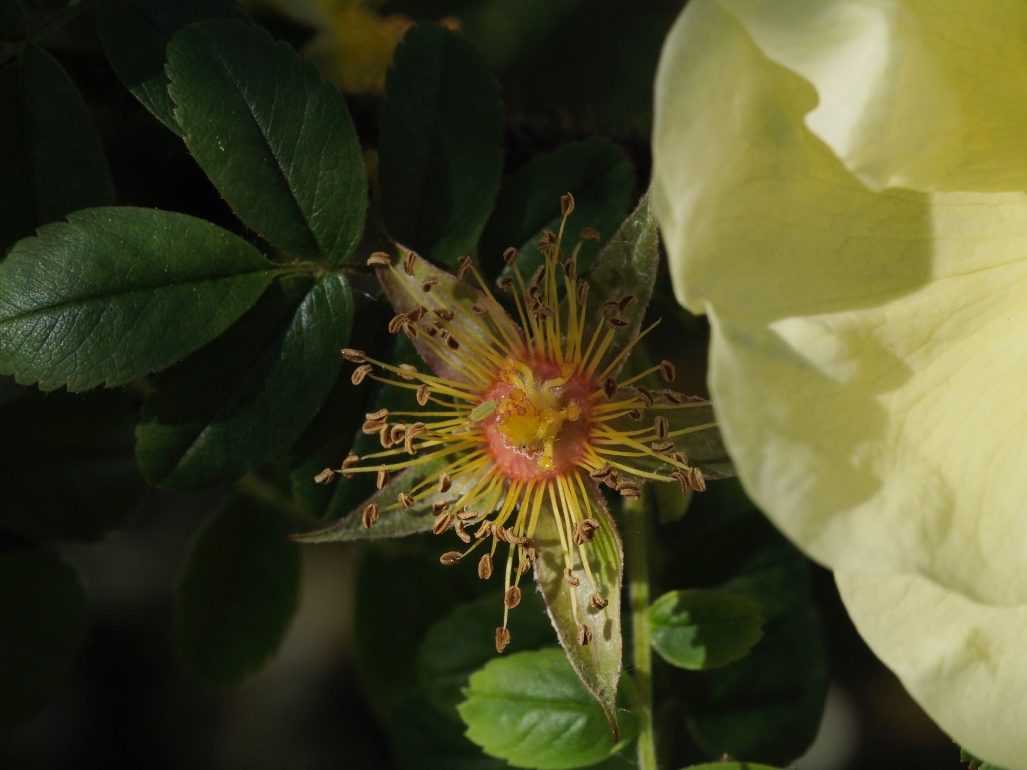 Image of Rosa Ã— pteragonis 'Cantabrigiensis'