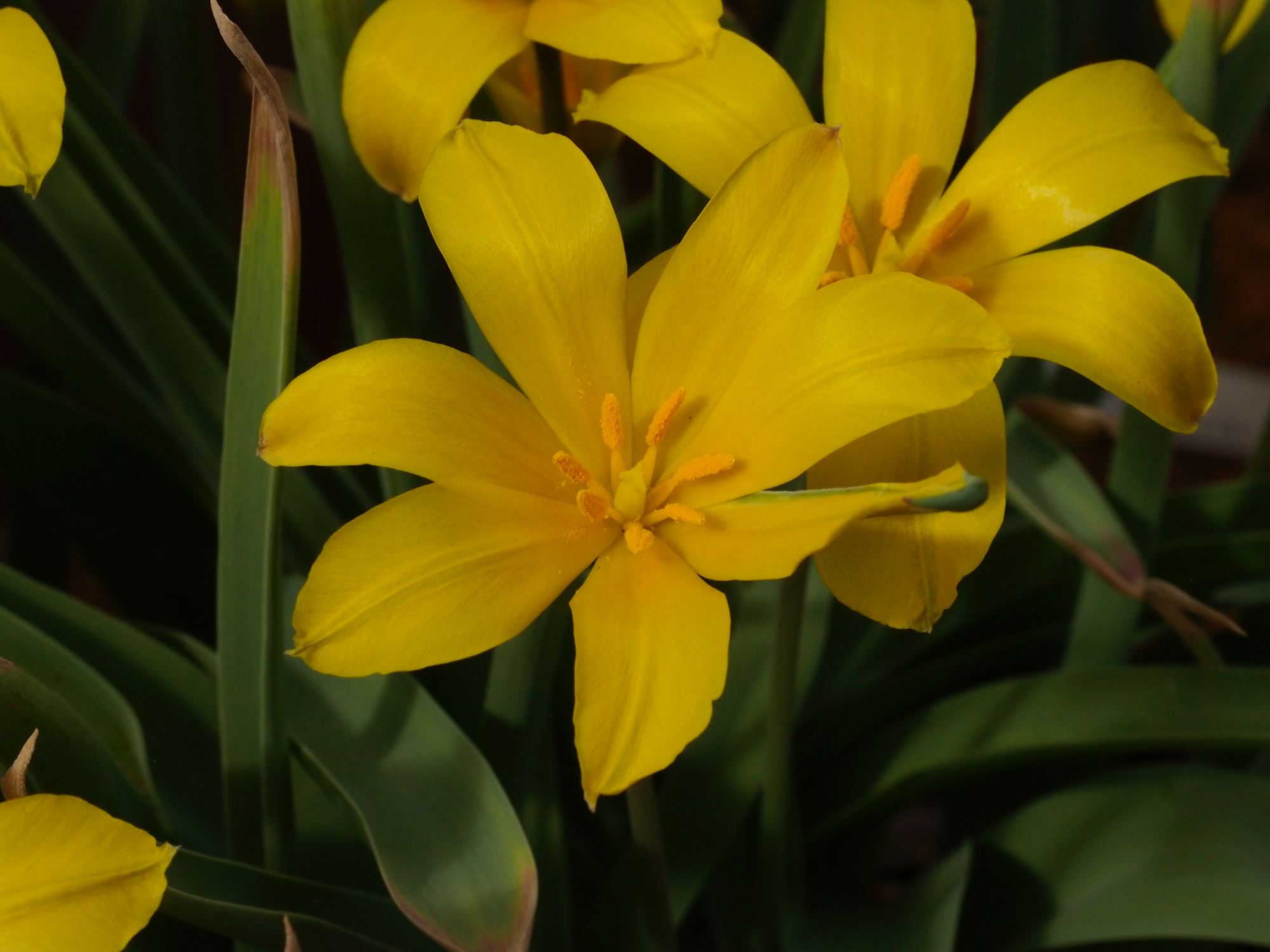 Image of Tulipa iliensis