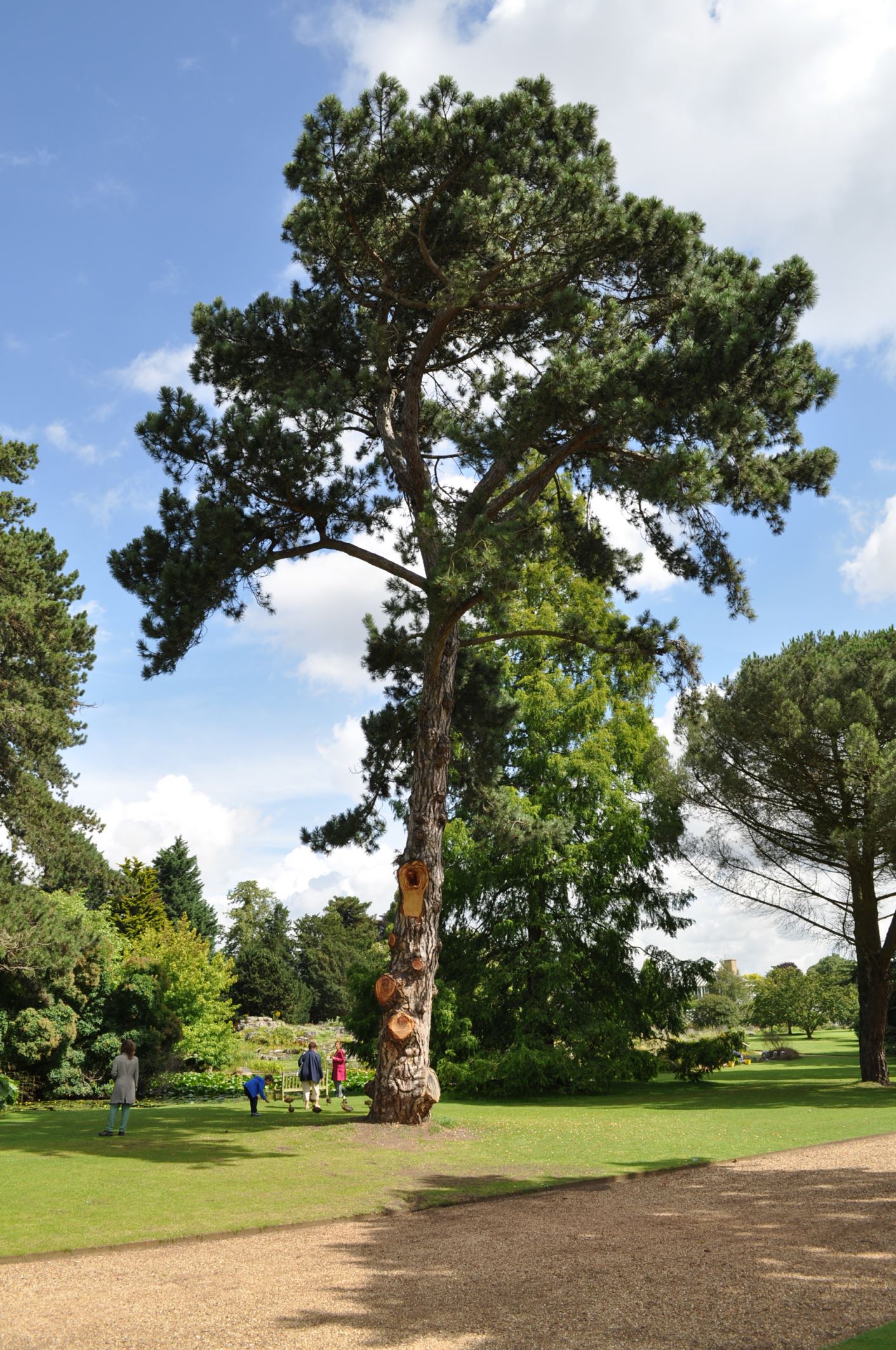 Image of Pinus nigra subsp. salzmannii